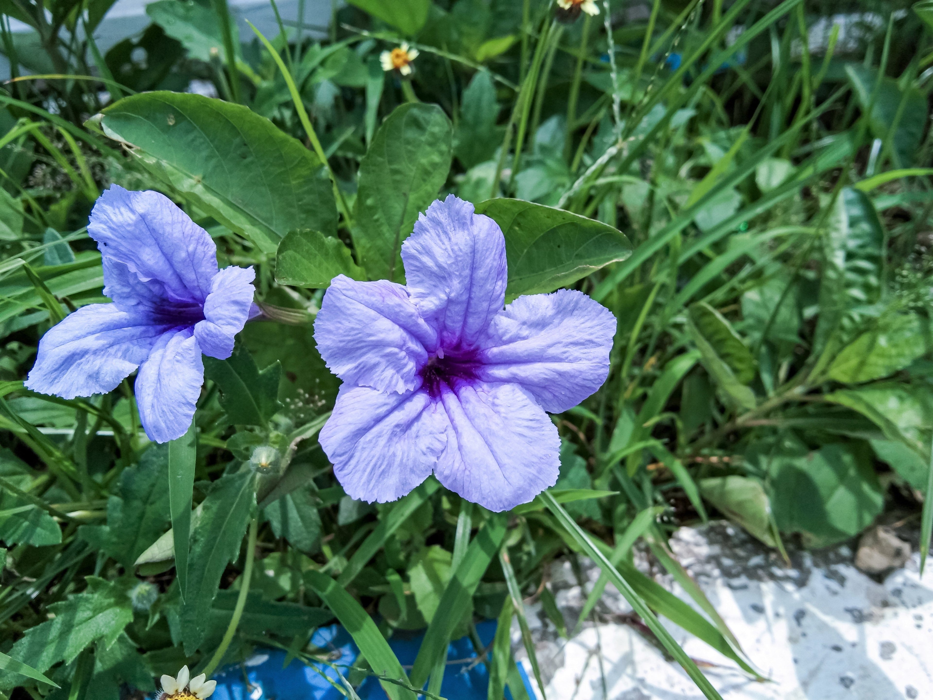 50 Blue Purple FRINGELEAF PETUNIA Wild Ruellia Humilis Perennial Native Flower Seeds
