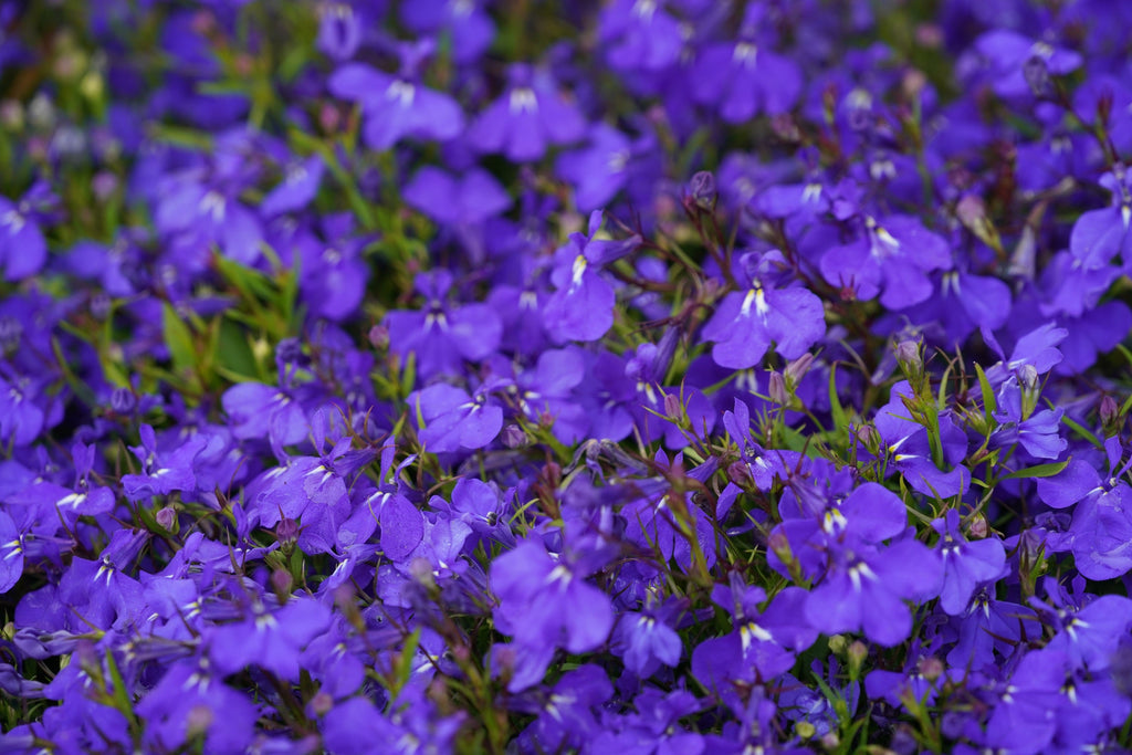 200 CRYSTAL PALACE LOBELIA Regatta Purple Blue Lobelia Erinus Flower Seeds