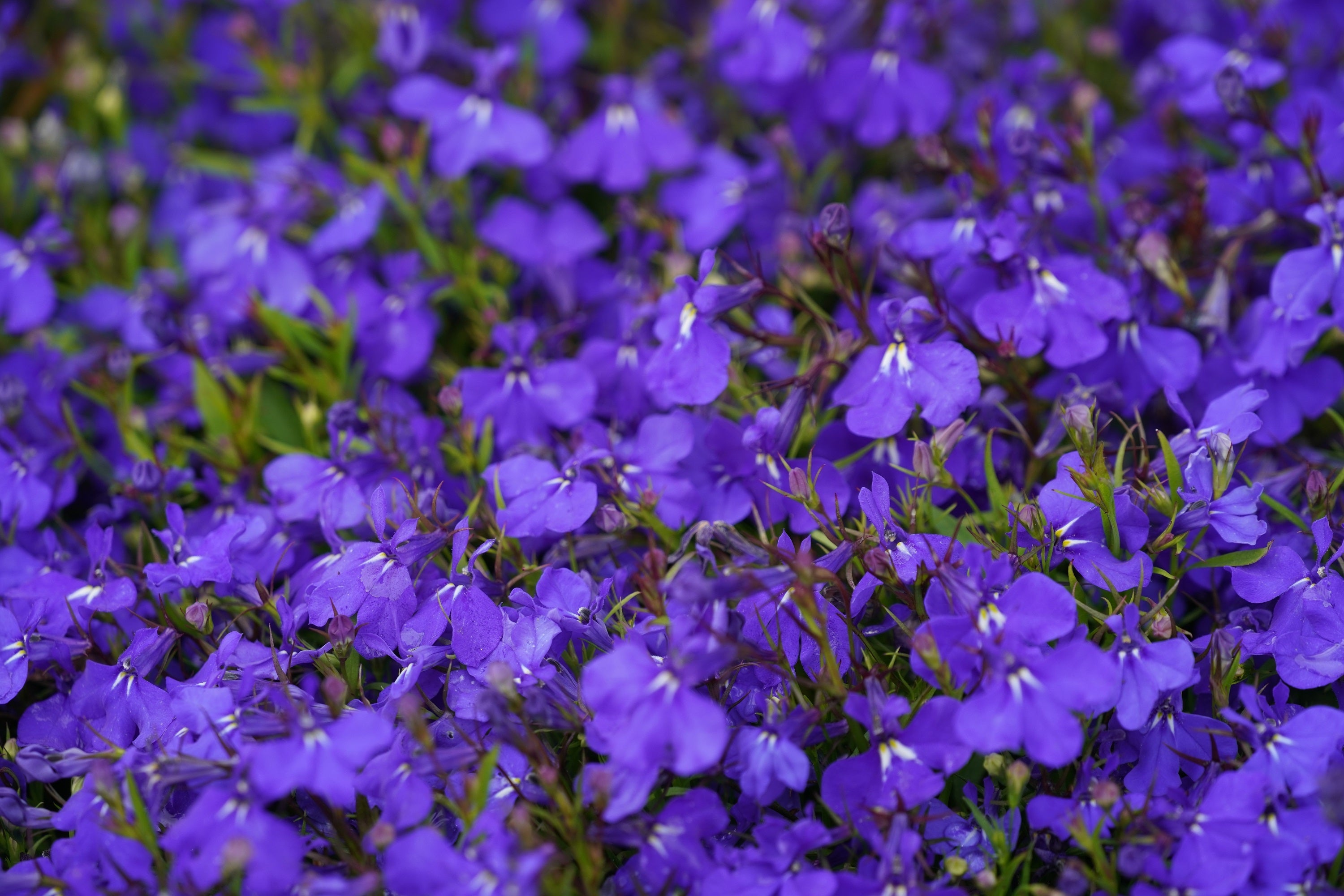 200 CRYSTAL PALACE LOBELIA Regatta Purple Blue Lobelia Erinus Flower Seeds