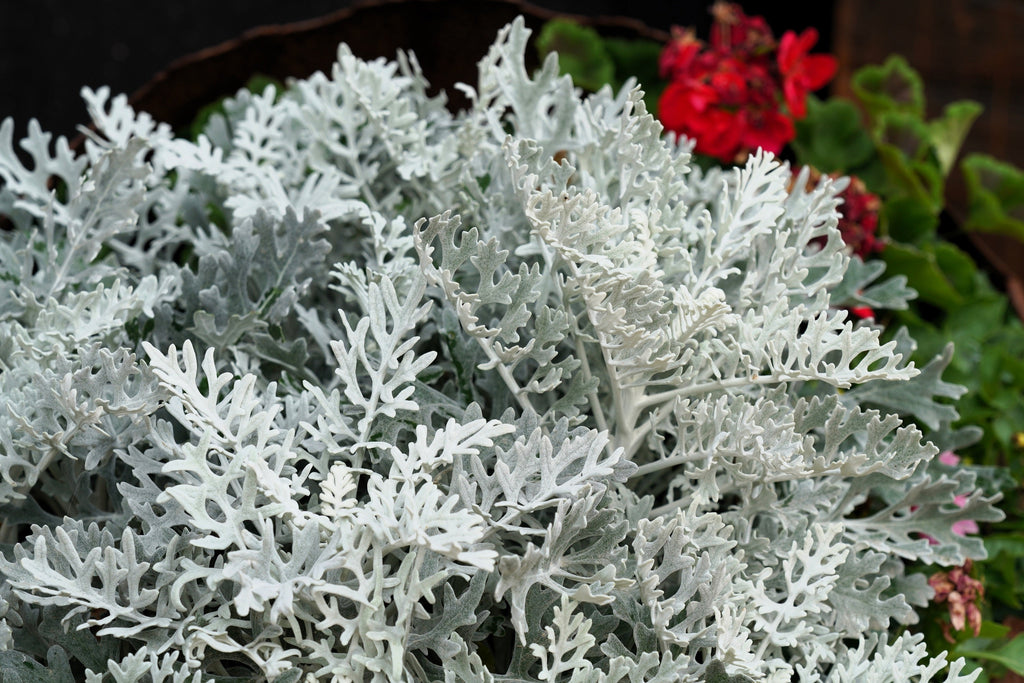 300 SILVERDUST DUSTY MILLER Cineraria Maritima Jacobaea Senecio Flower Seeds