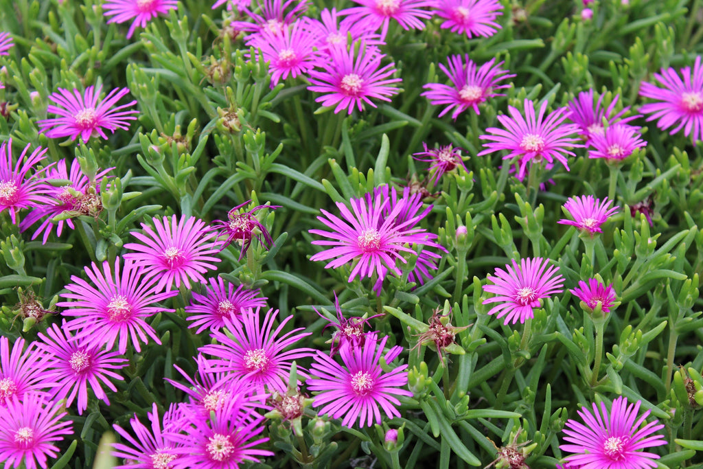 25 Table Mountain ICE PLANT Magenta Fuchsia Delosperma Cooperi Perennial Pink Carpet Flower Seeds