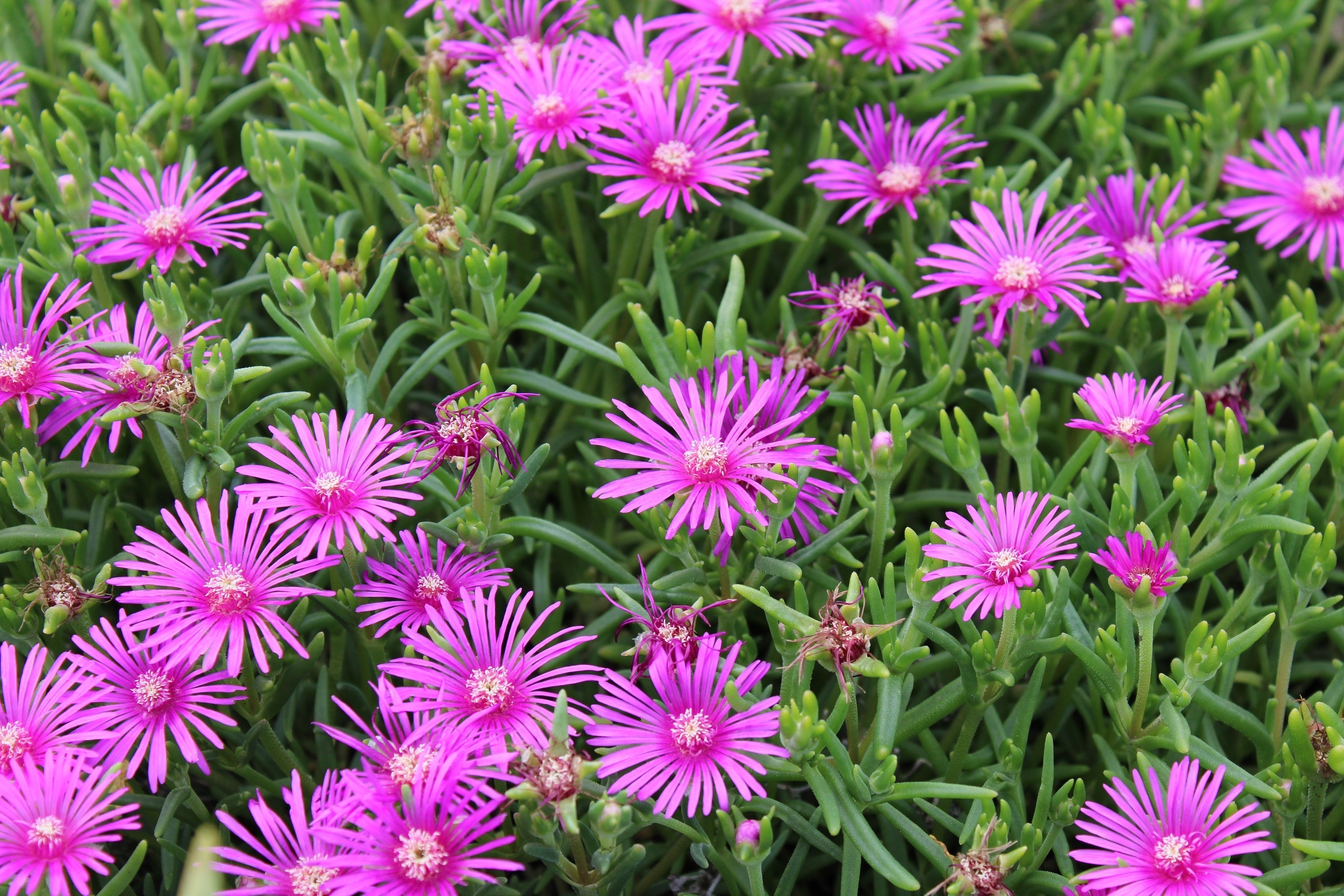 25 Table Mountain ICE PLANT Magenta Fuchsia Delosperma Cooperi Perennial Pink Carpet Flower Seeds