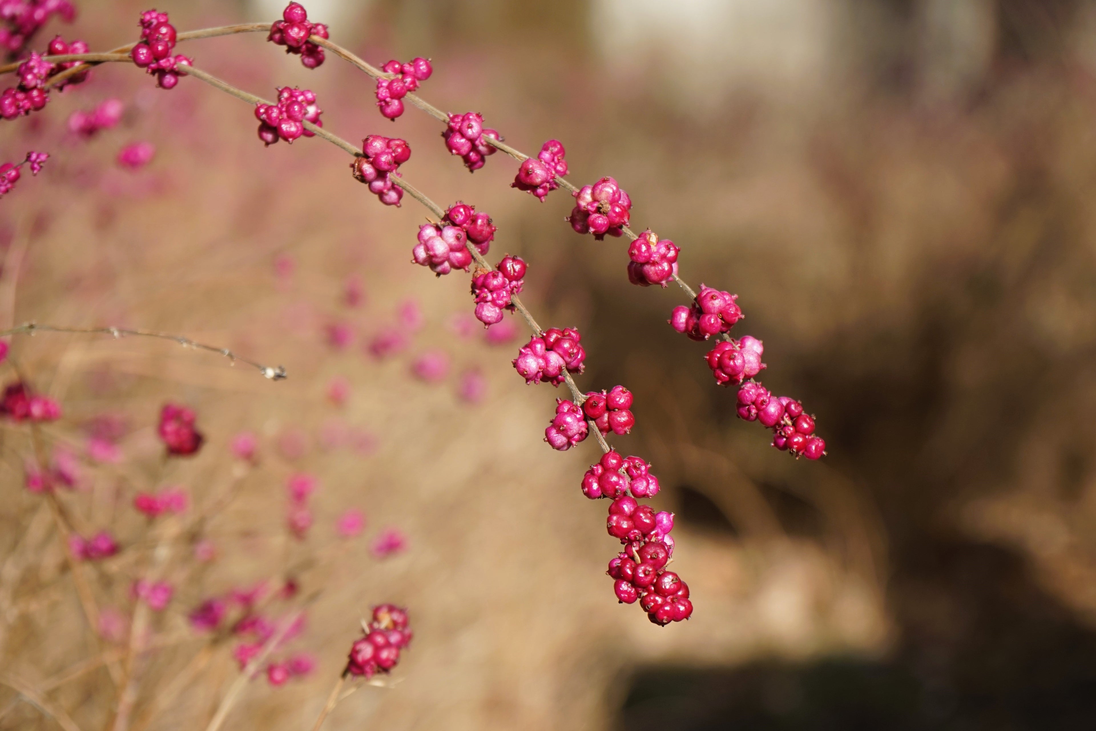 25 CORALBERRY Shrub Flower Pink Indian Currant Symphoricarpos Orbiculatus Seeds