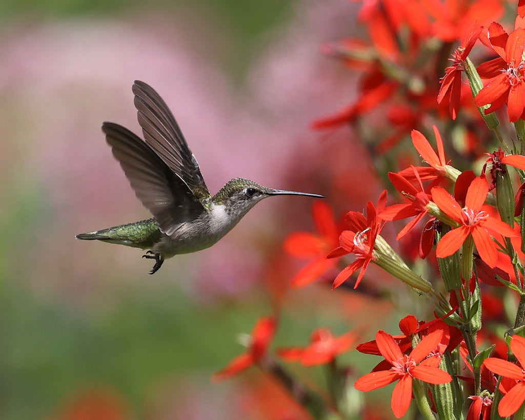 20 ROYAL RED CATCHFLY Hummingbird & Endangered Native Flower Silene Regia Seeds