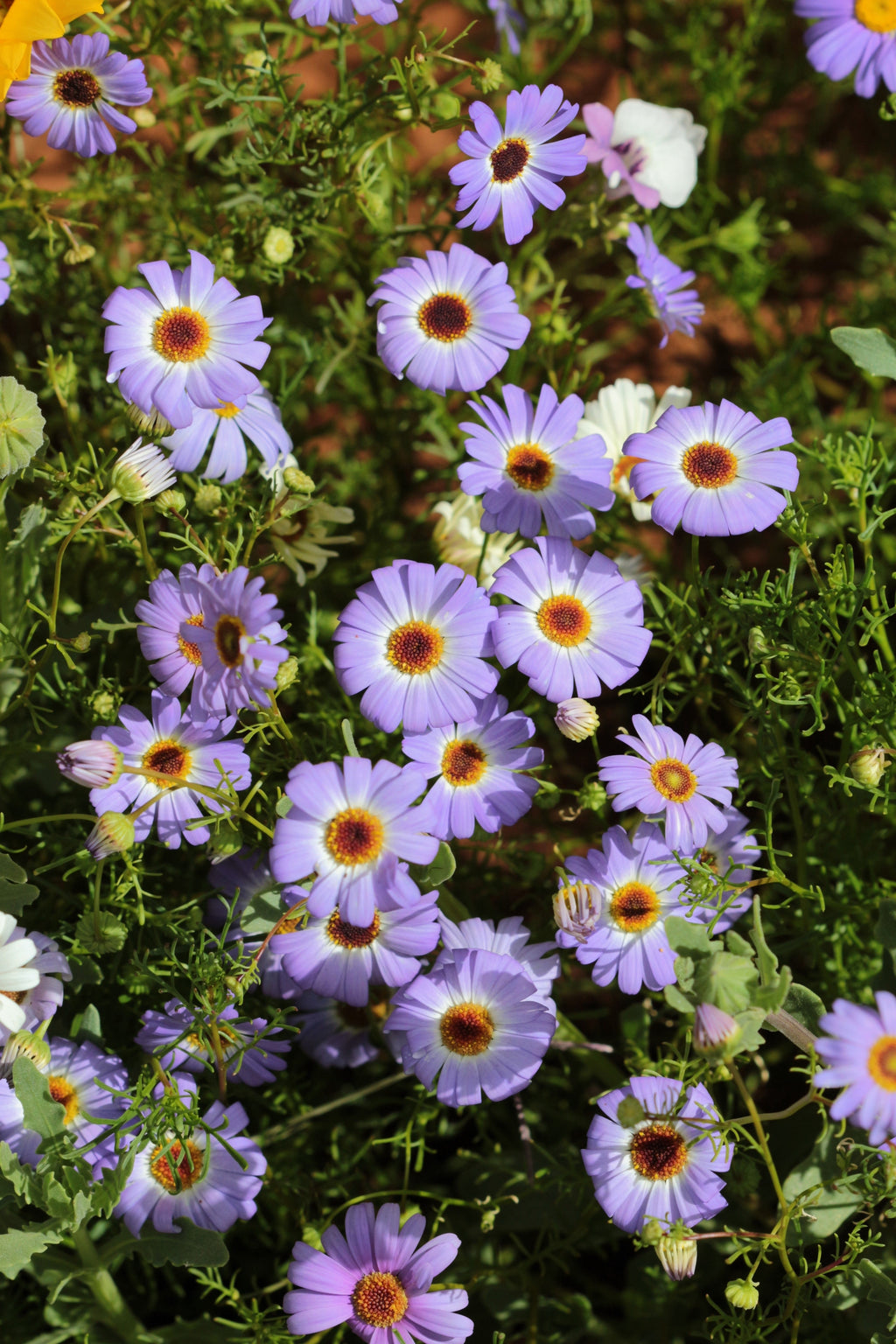 200 Purple Mix SWAN RIVER DAISY Brachyscome Iberidifolia Flower Seeds