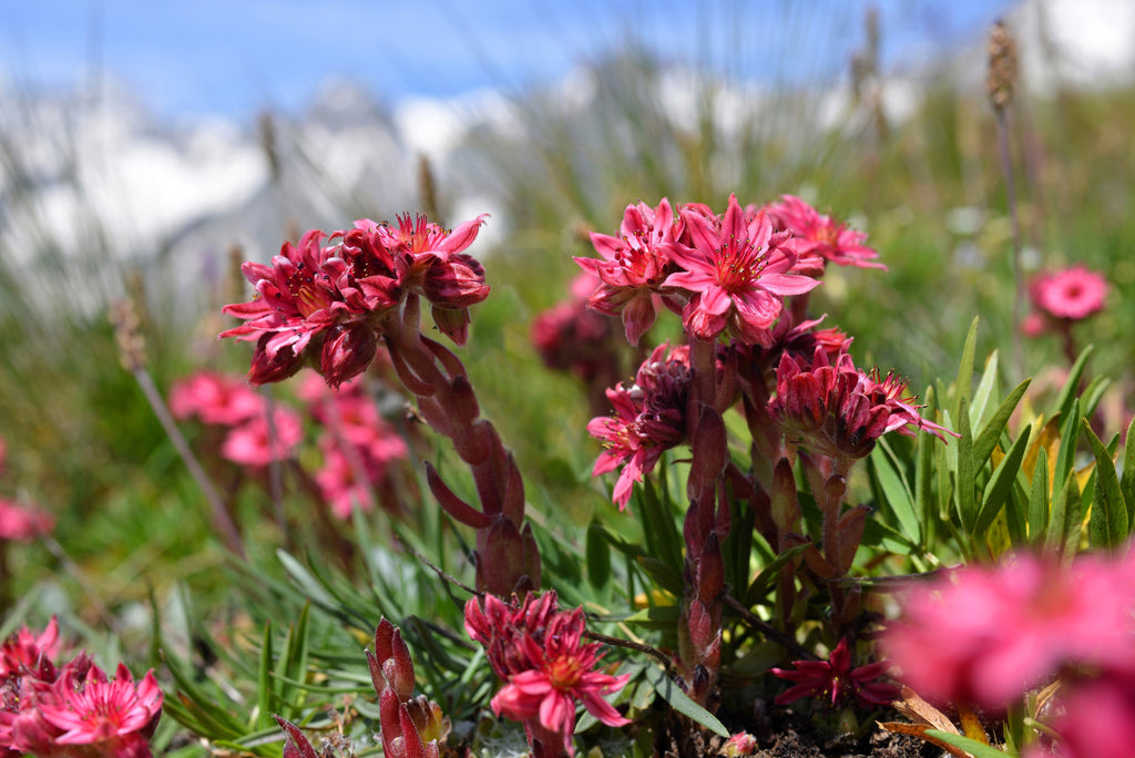 50 MOUNTAIN HOUSELEEK Hens & Chicks Sempervivum Montanum Green Red / Pink Flower Houseplant Seeds