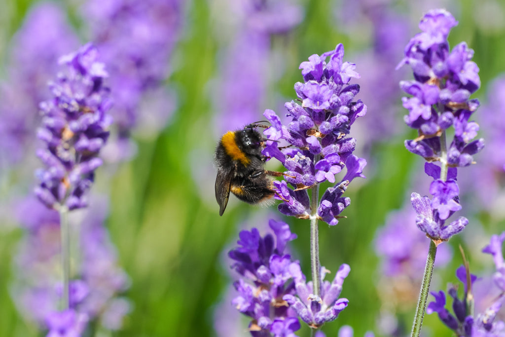 500 True ENGLISH LAVENDER VERA Lavandula Angustifolia Vera Herb Purple Flower Seeds