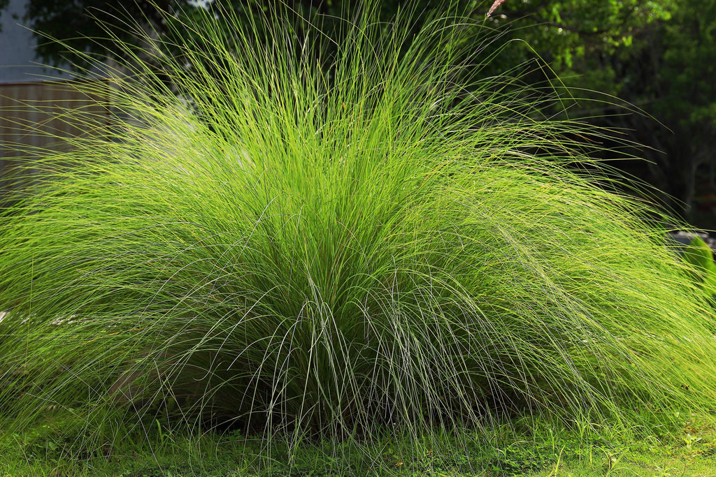 200 WEEPING LOVE GRASS Ornamental African Lovegrass Eragrostis Curvala Seeds