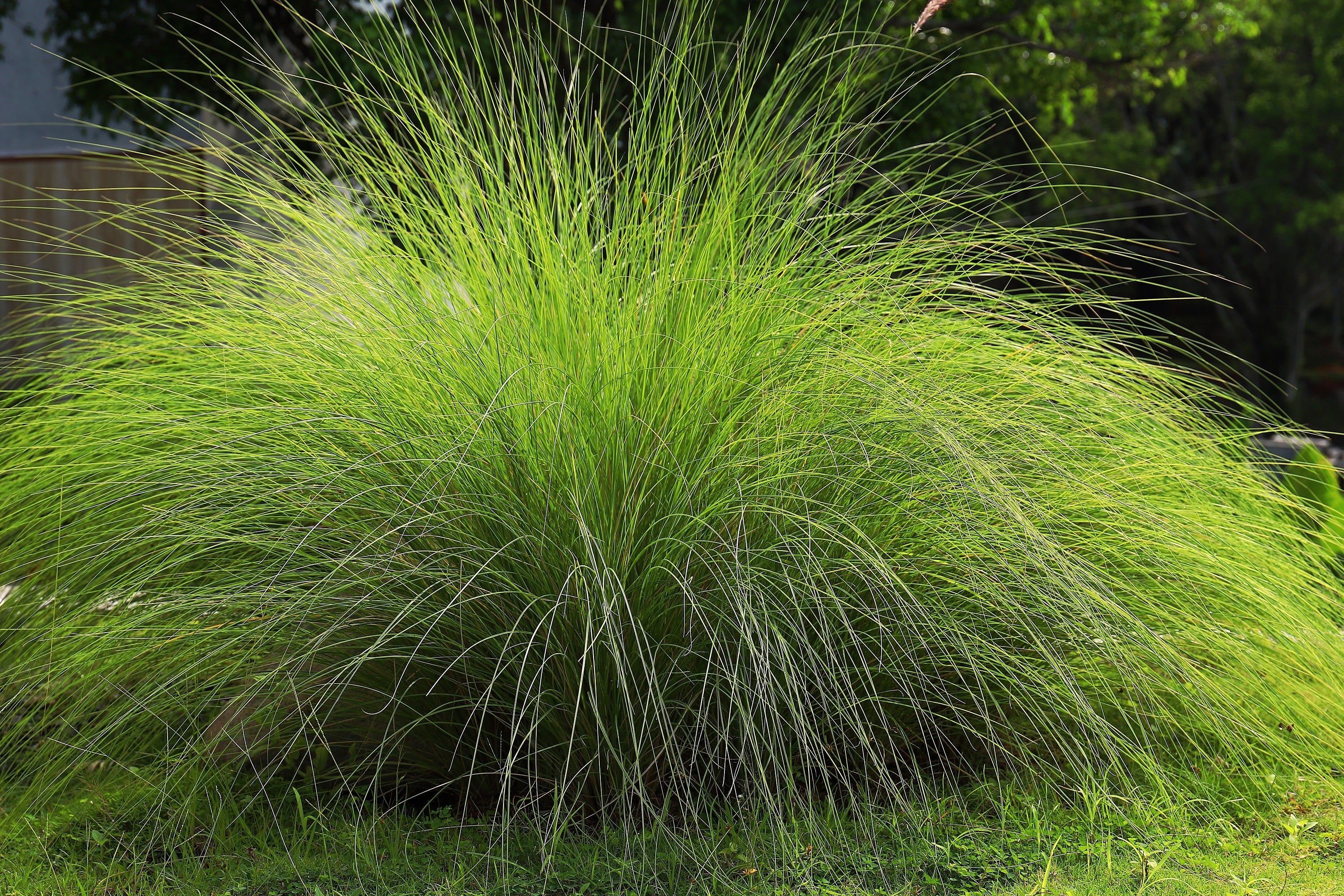 200 WEEPING LOVE GRASS Ornamental African Lovegrass Eragrostis Curvala Seeds