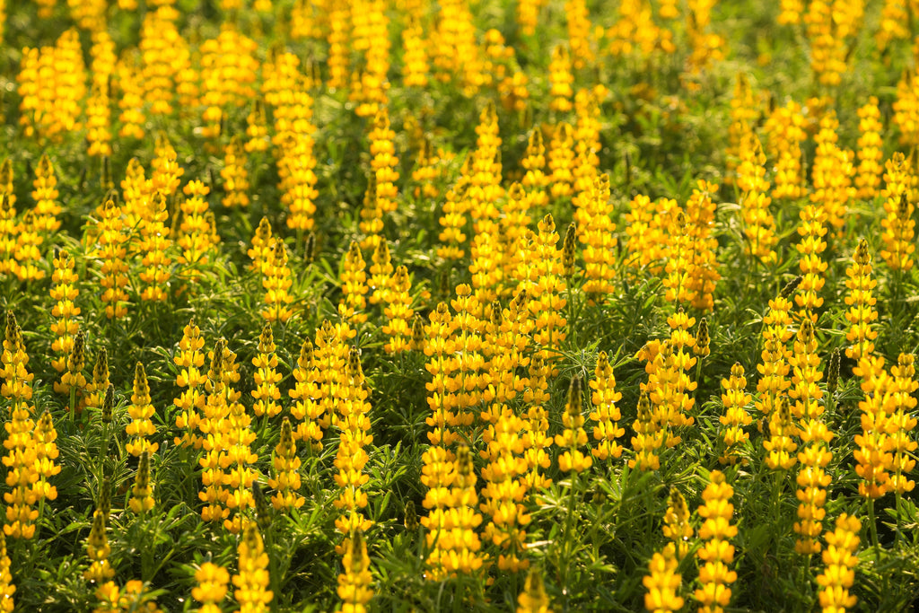 50 GOLDEN LUPINE Lupinus Densiflorus Yellow Hummingbird Flower Seeds