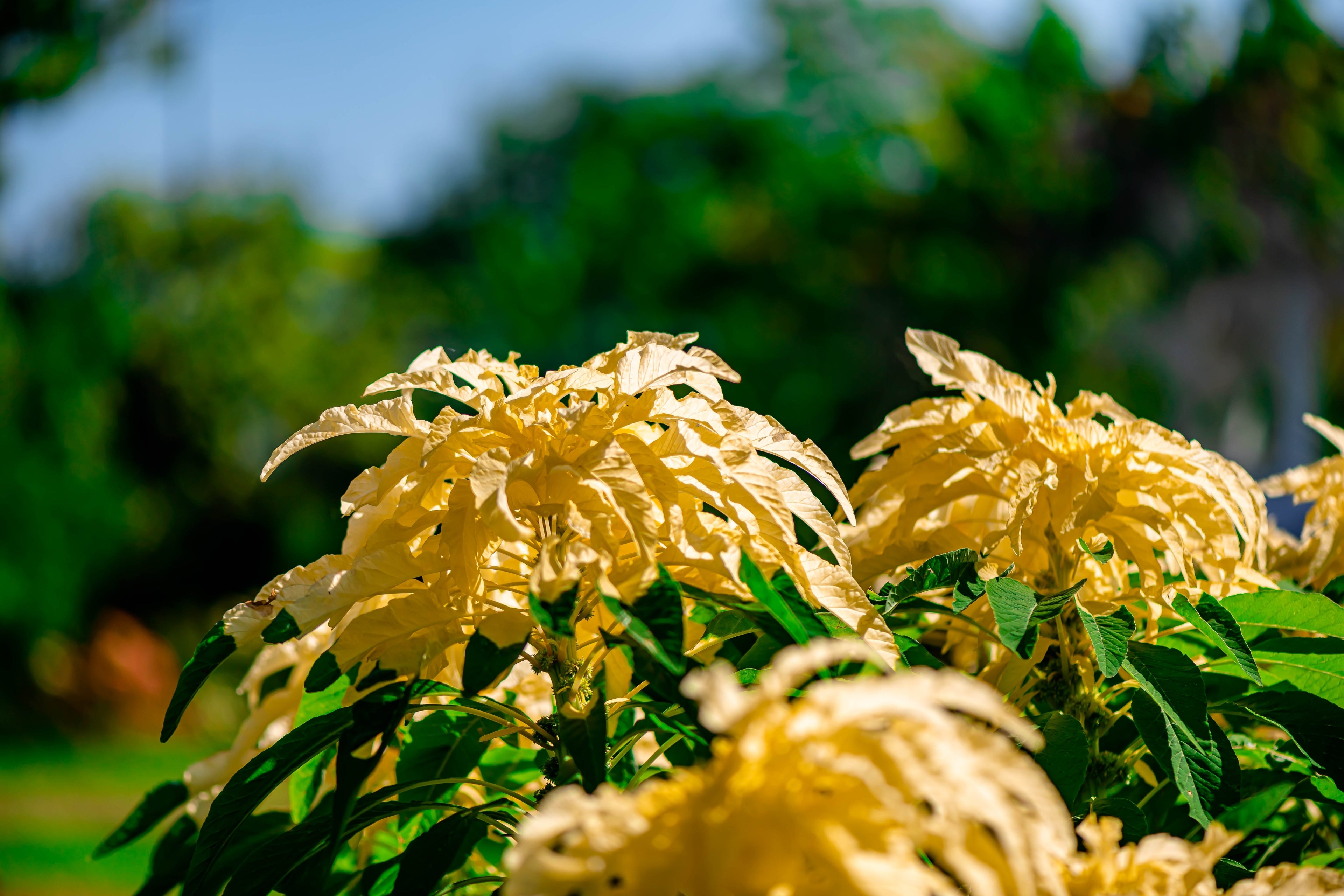 50 AURORA YELLOW AMARANTHUS Tricolor Josephs Coat Flower Seeds