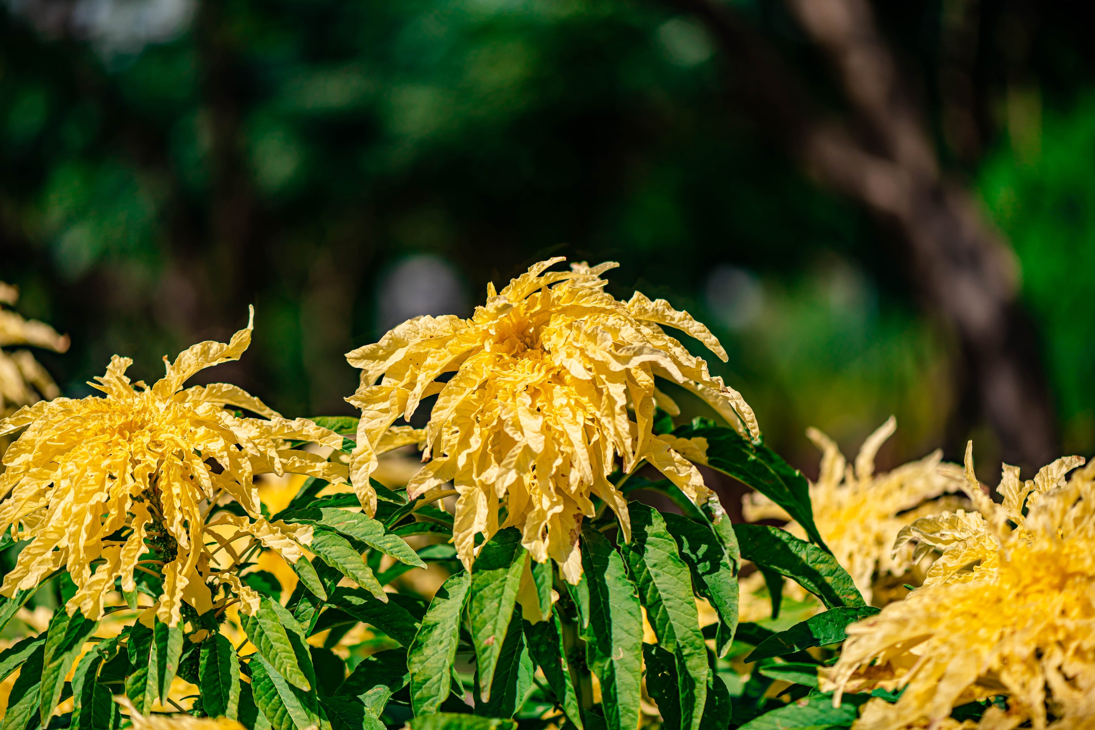 50 AURORA YELLOW AMARANTHUS Tricolor Josephs Coat Flower Seeds