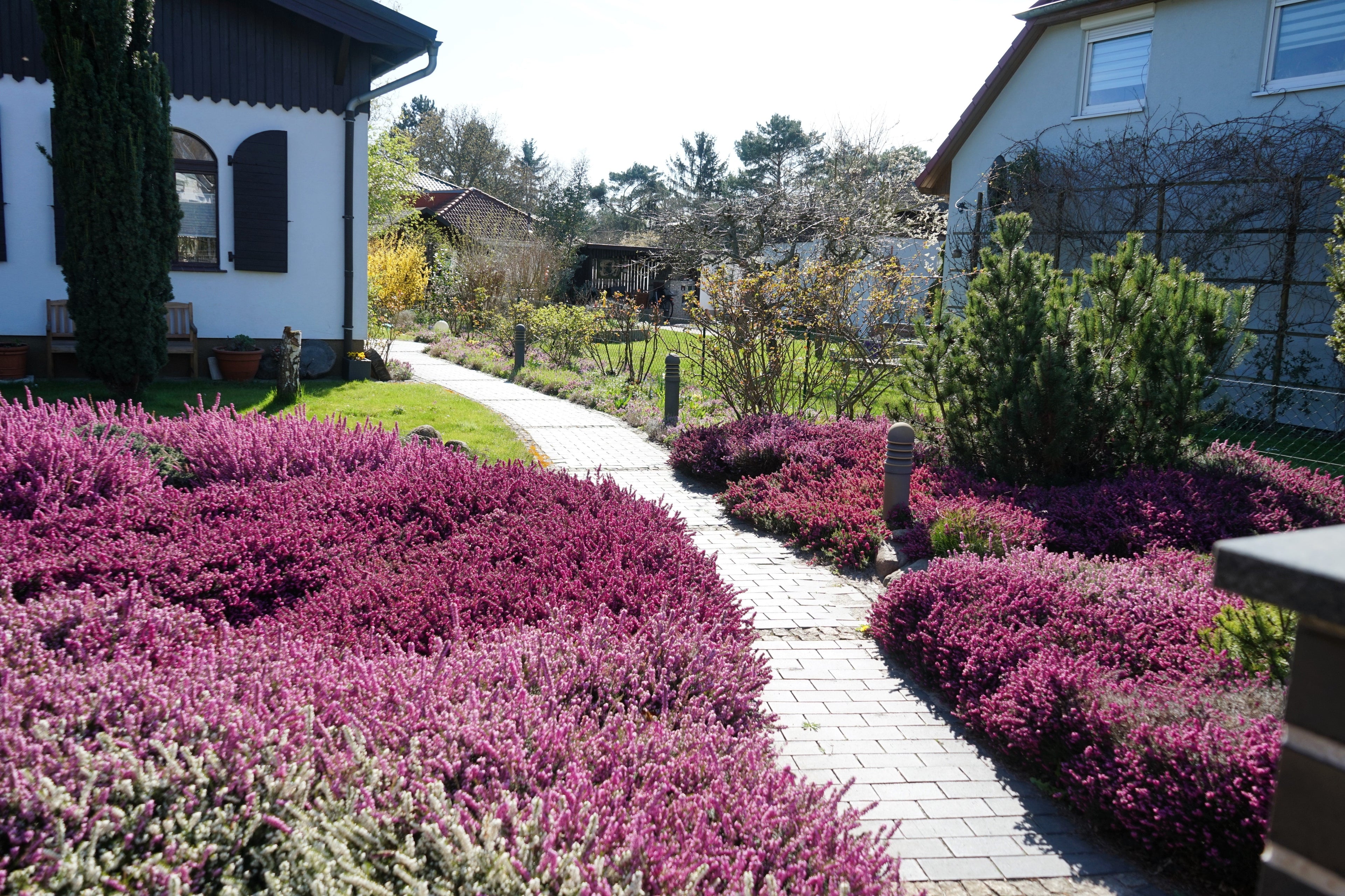 100 Scotch TRUE HEATHER Shrub Scot's Purple Pink Flower Calluna Vulgaris Seeds