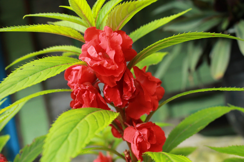100 Mixed Colors DOUBLE CAMELLIA IMPATIENS (Balsam / Lady Slipper / Touch Me Not) Impatiens Balsamina Flower Seeds
