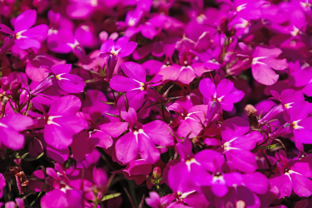 200 MAGENTA PINK LOBELIA Regatta Lobelia Erinus Flower Seeds