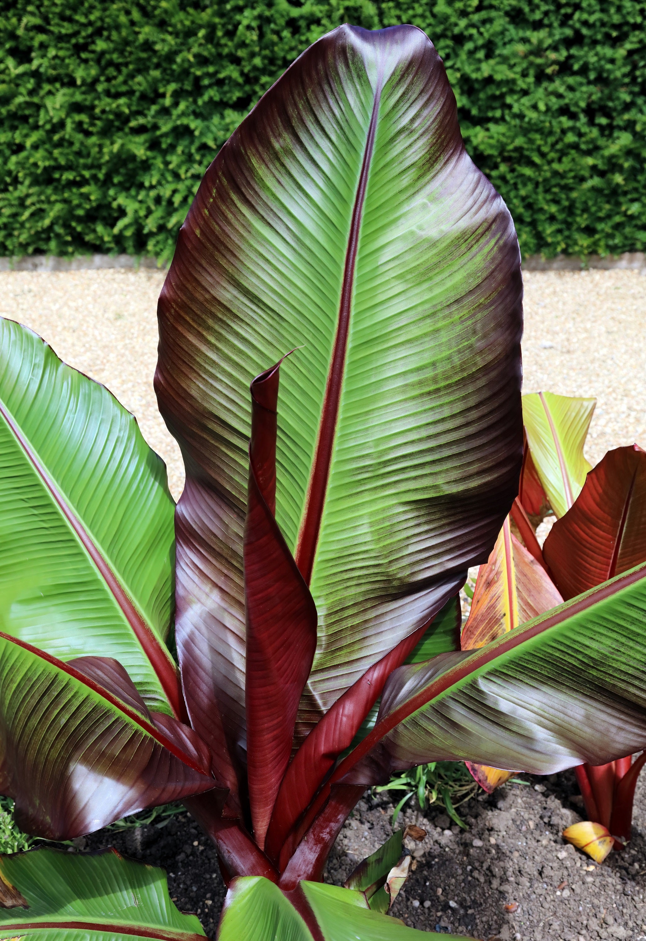 5 RED ABYSSINIAN BANANA Musa Ensete Ventricosum Flowering Fruit Tree S ...
