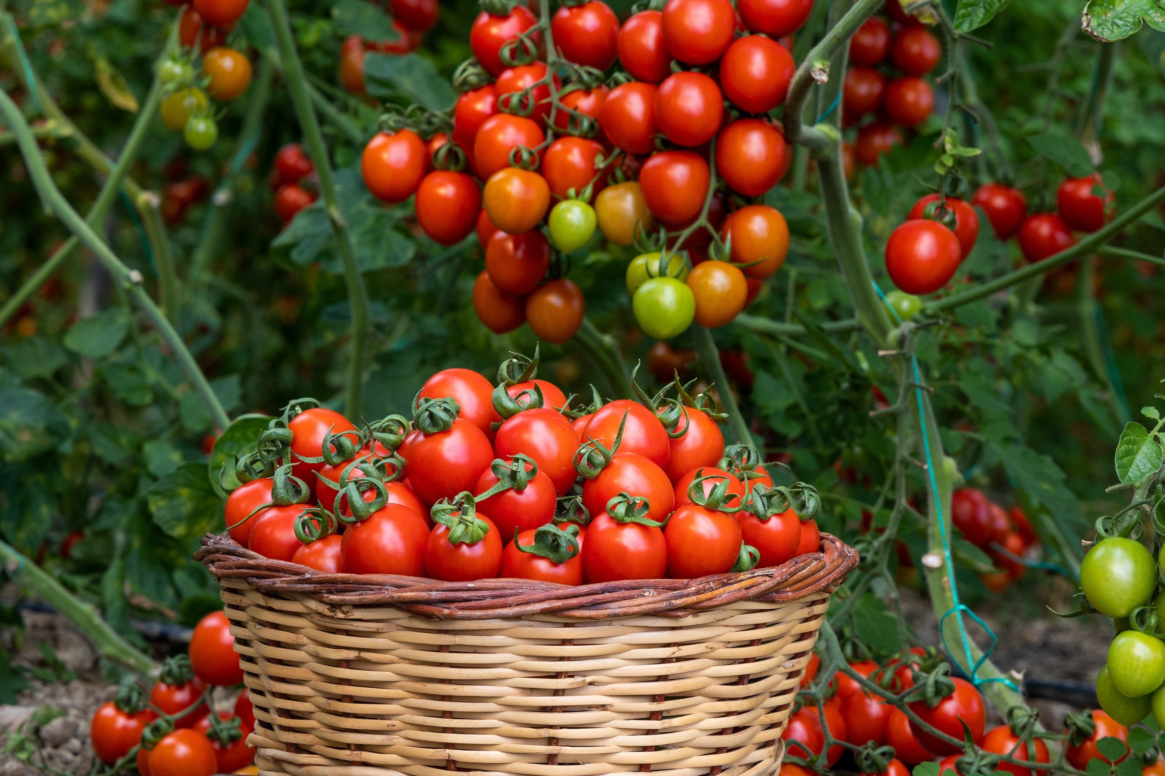 300 LARGE Red CHERRY TOMATO Lycopersicon Lycopersicum Fruit Vegetable Seeds