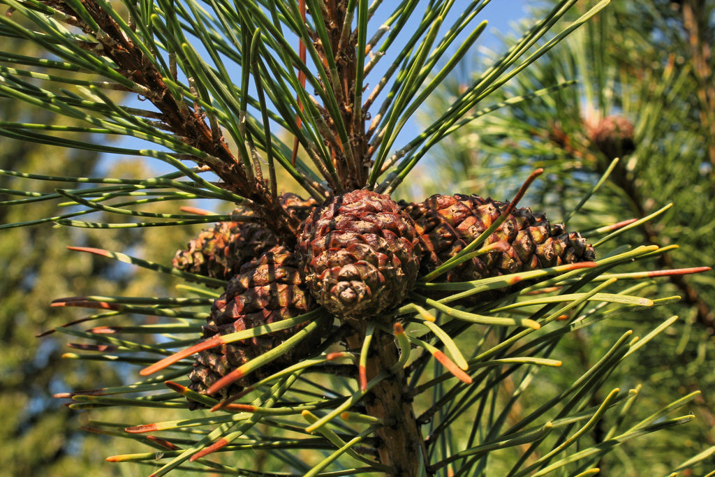 Pin Shrib 25 MUGO PINE Dwarf Evergreen Pinus Pumilio Shrub Seeds – Nate's Garden ...