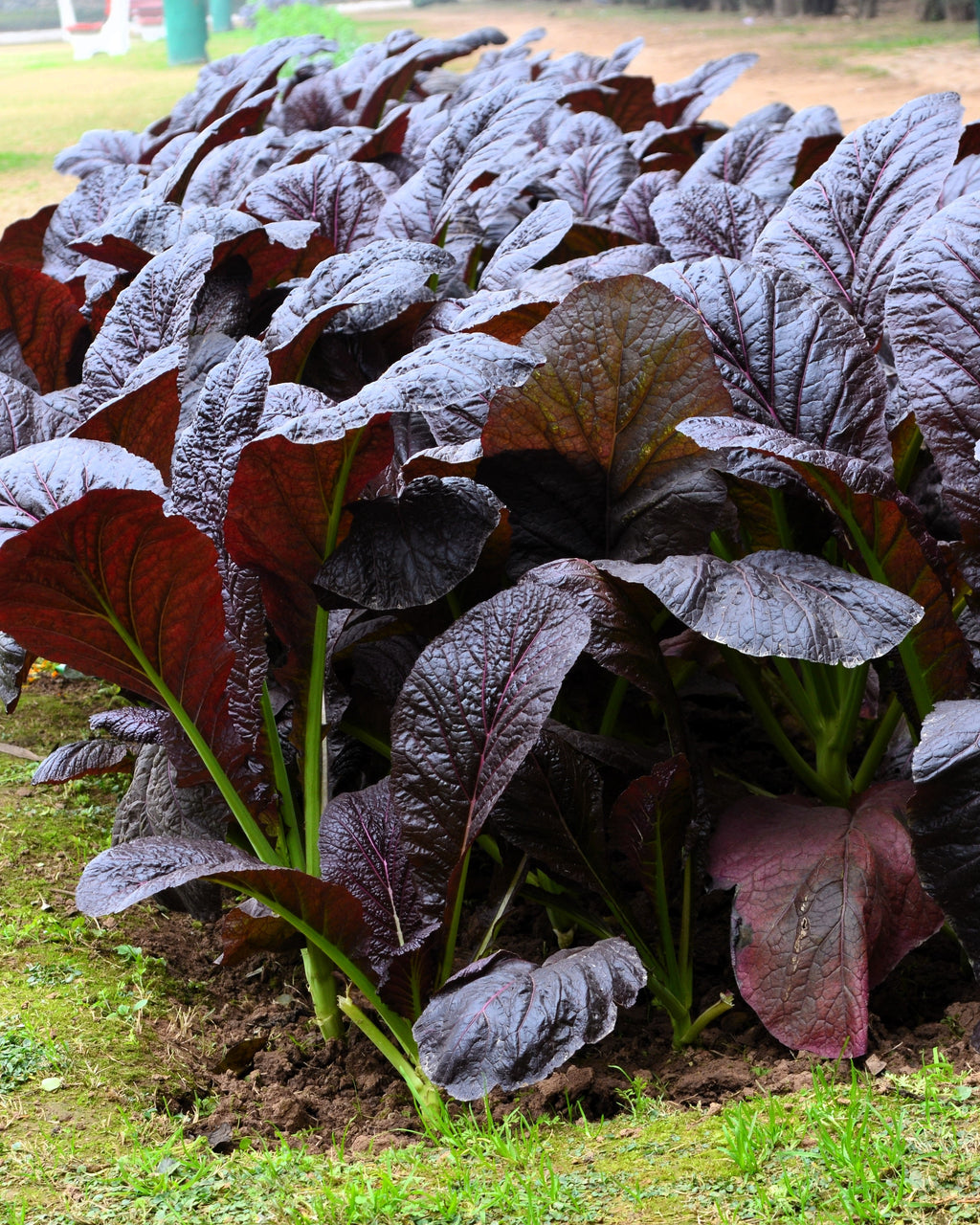 1500 RED GIANT MUSTARD Ornamental Japanese Greens Herb Vegetable Brassica Seeds