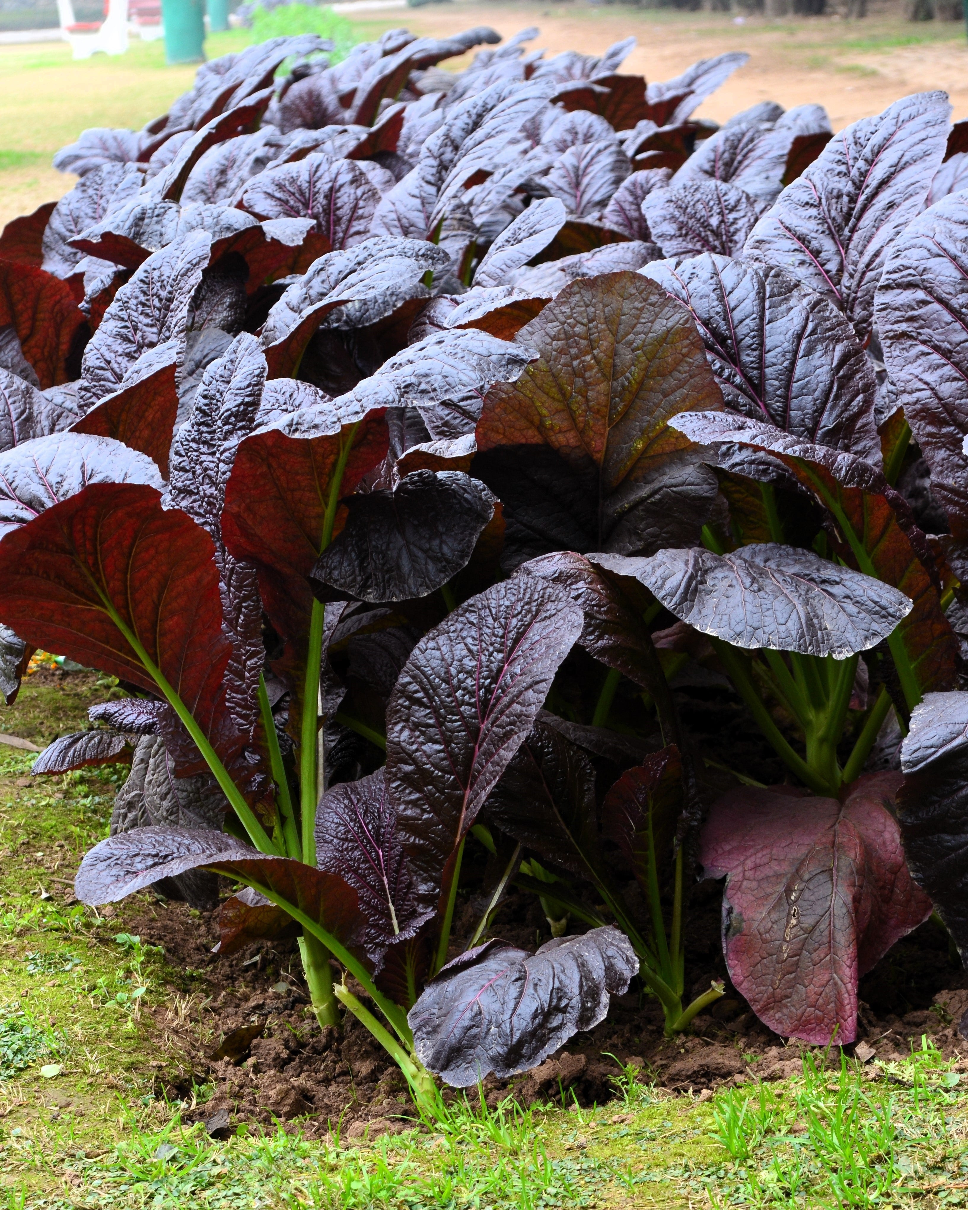 1500 RED GIANT MUSTARD Ornamental Japanese Greens Herb Vegetable Brassica Seeds