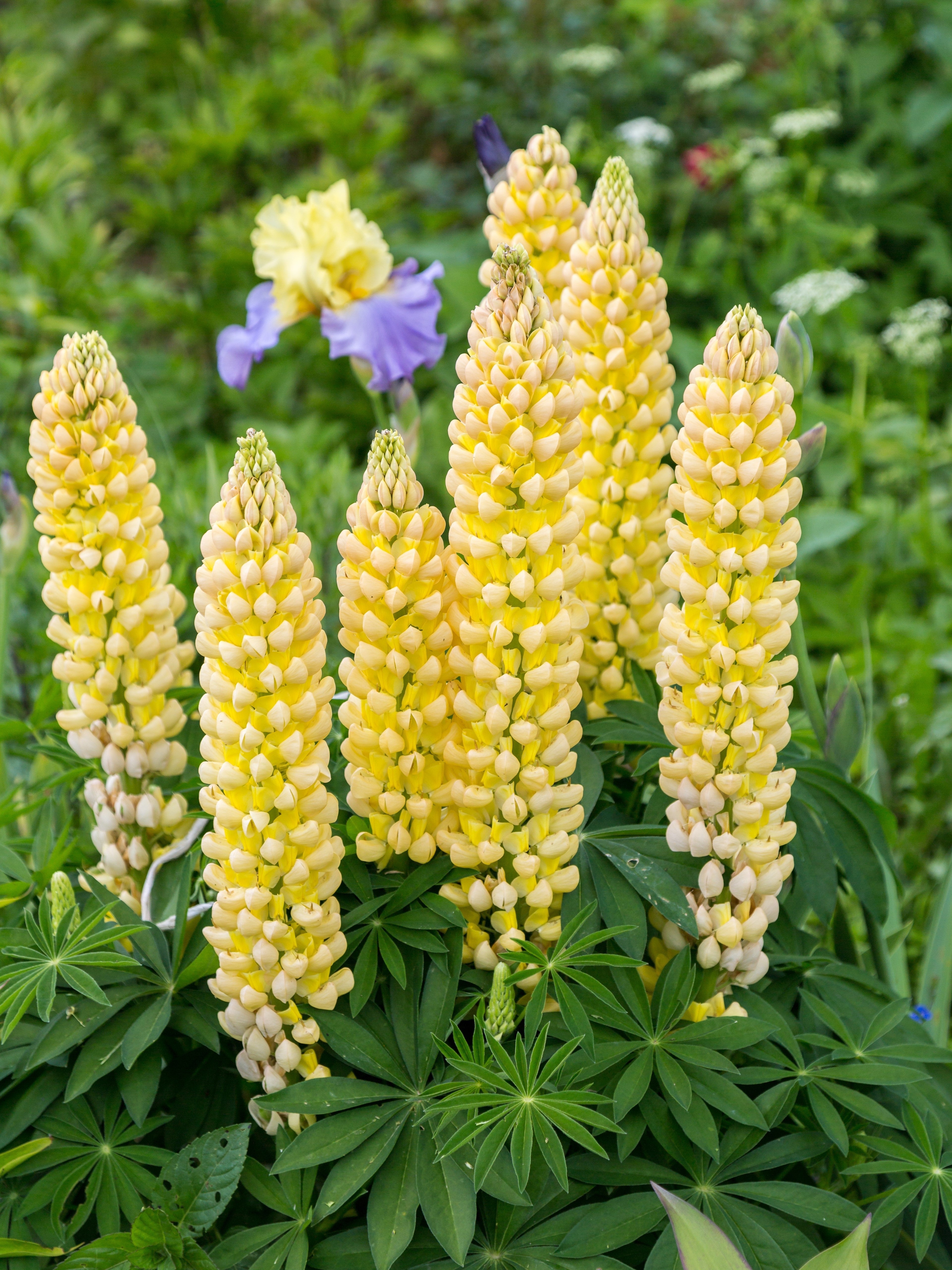 75 Mixed Colors RUSSELL LUPINE (Streamside, Bigleaf, Garden, or Washington Lupine) Lupinus Polyphyllus Flower Seeds
