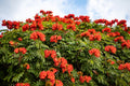 15 Red AFRICAN TULIP TREE (Fire Tree / Flame of the Forest / Fountain Tree) Spathodea Campanulata Seeds