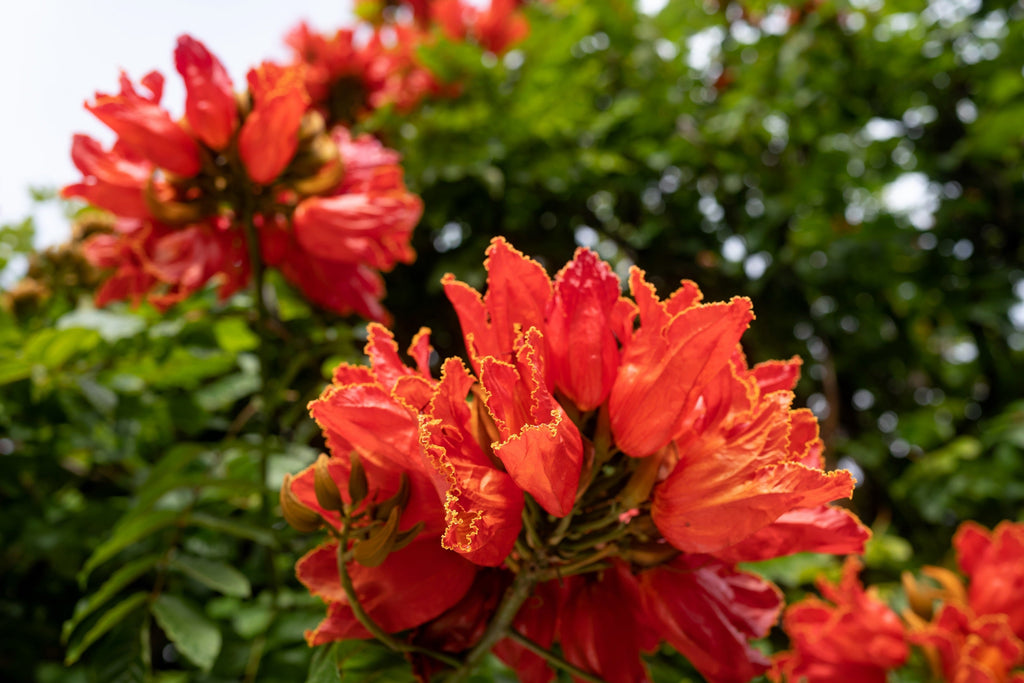 15 Red AFRICAN TULIP TREE (Fire Tree / Flame of the Forest / Fountain Tree) Spathodea Campanulata Seeds