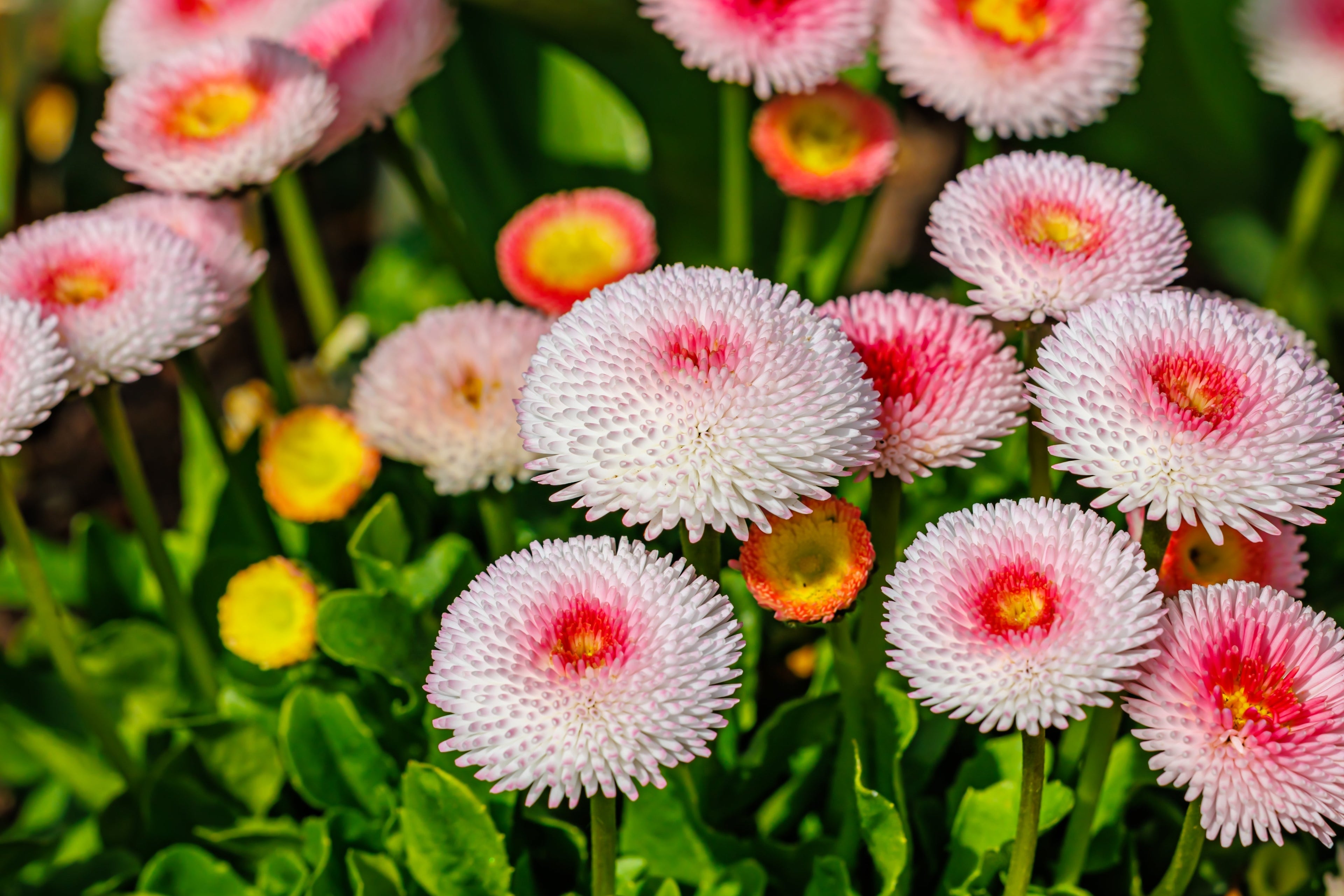 100 Strawberries & Cream ENGLISH DAISY Bellis Perennis Flower Seeds