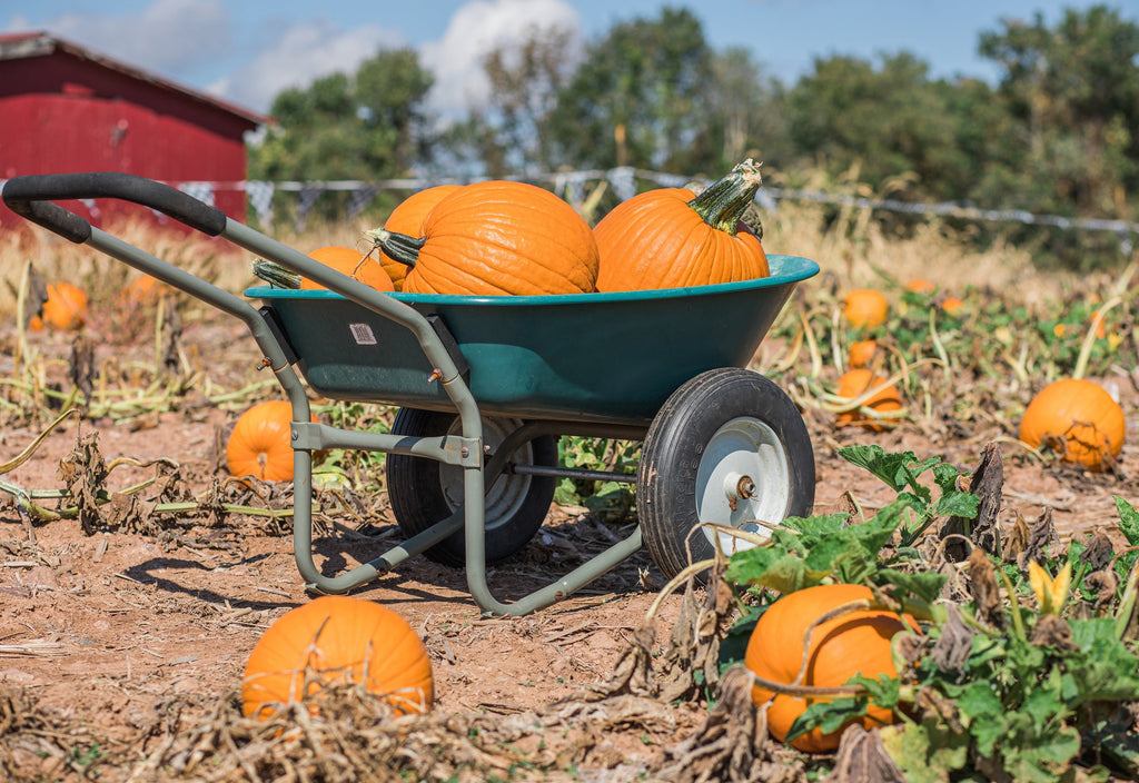 50 CONNECTICUT FIELD PUMPKIN Big Tom Orange Yankee Cucurbita Pepo Vegetable Seeds
