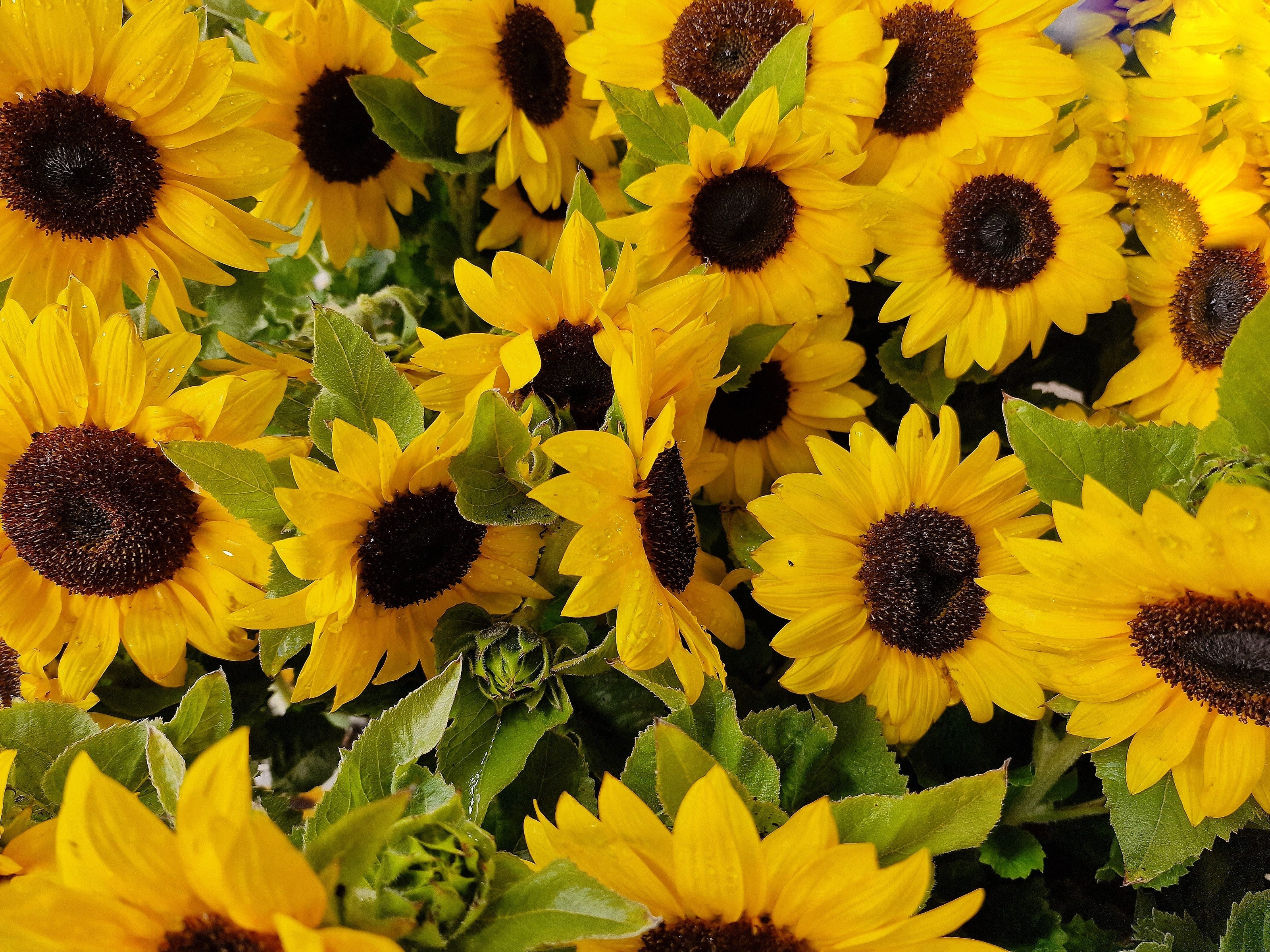 25 Dwarf SUNSPOT SUNFLOWER Helianthus Annuus Flower Seeds