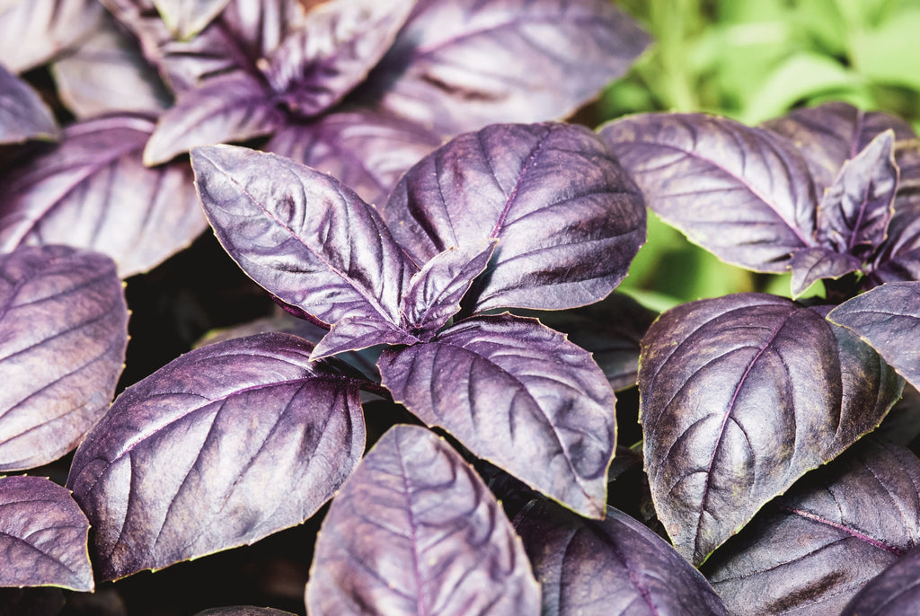 500 DARK OPAL BASIL (Purple Ruffles) Ocimum Basilicum Herb Flower Seeds