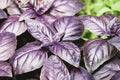 500 DARK OPAL BASIL (Purple Ruffles) Ocimum Basilicum Herb Flower Seeds