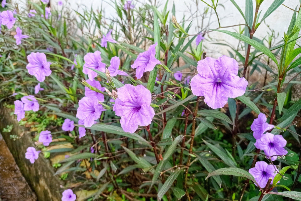 50 Blue Purple FRINGELEAF PETUNIA Wild Ruellia Humilis Perennial Native Flower Seeds