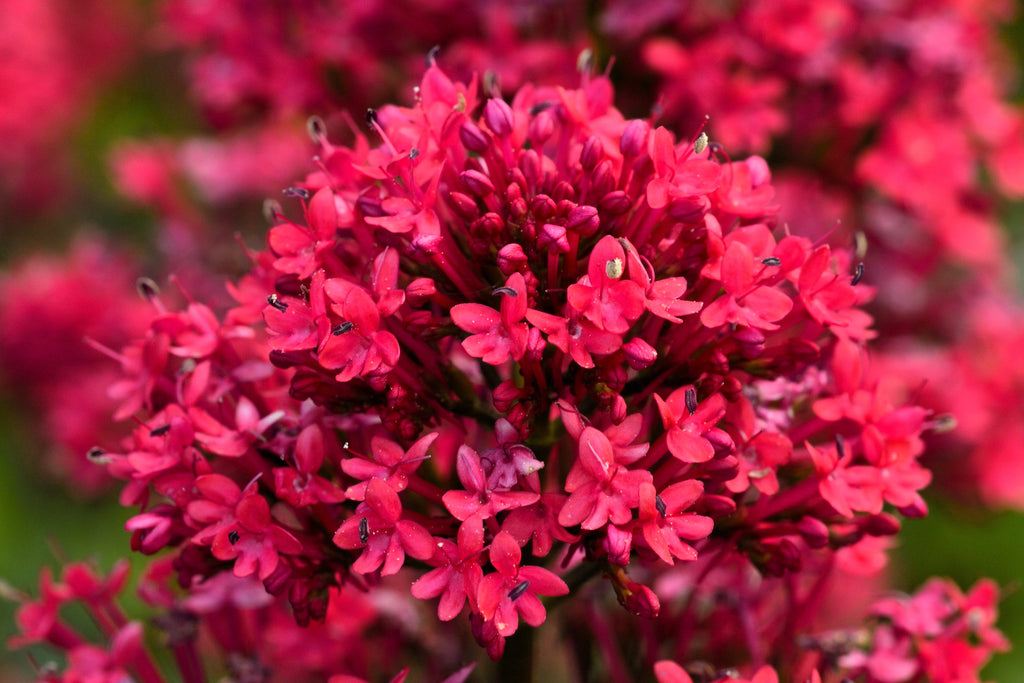 50 RED JUPITER'S BEARD Valerian Keys of Heaven Centranthus Ruber Flower Seeds