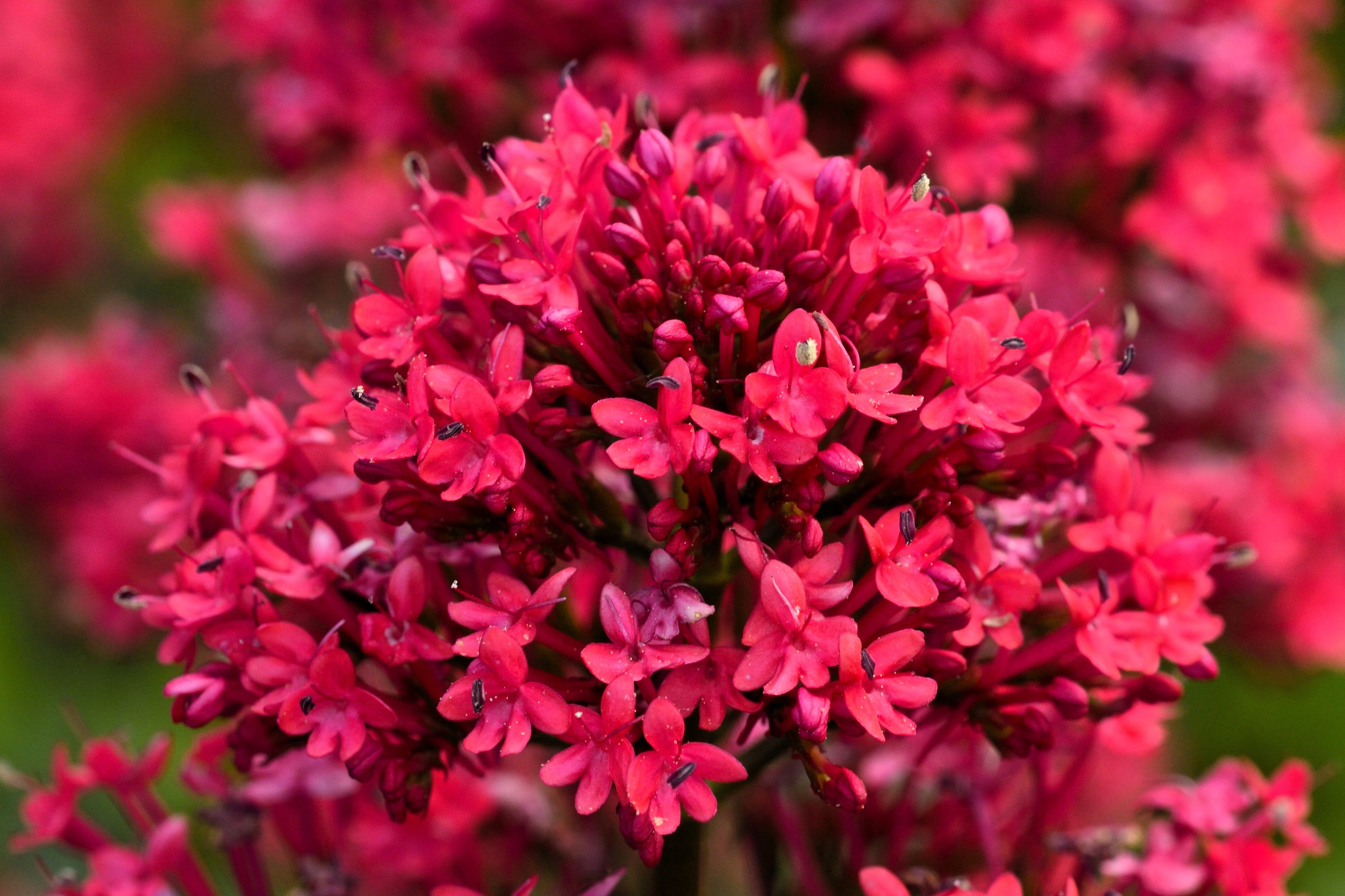 50 RED JUPITER'S BEARD Valerian Keys of Heaven Centranthus Ruber Flower Seeds