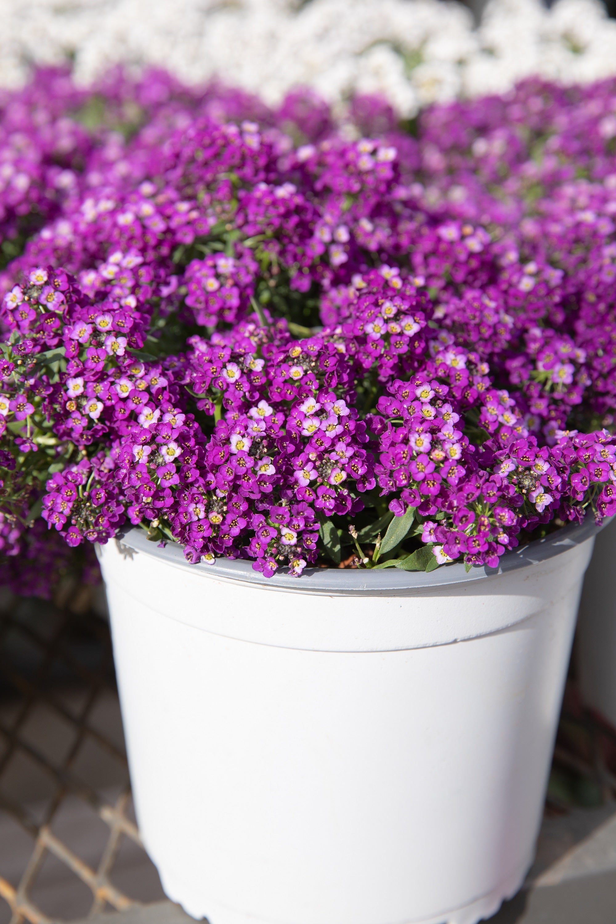 500 Sweet ALYSSUM ROYAL CARPET Lobularia Maritima Violet Blue Flower Seeds