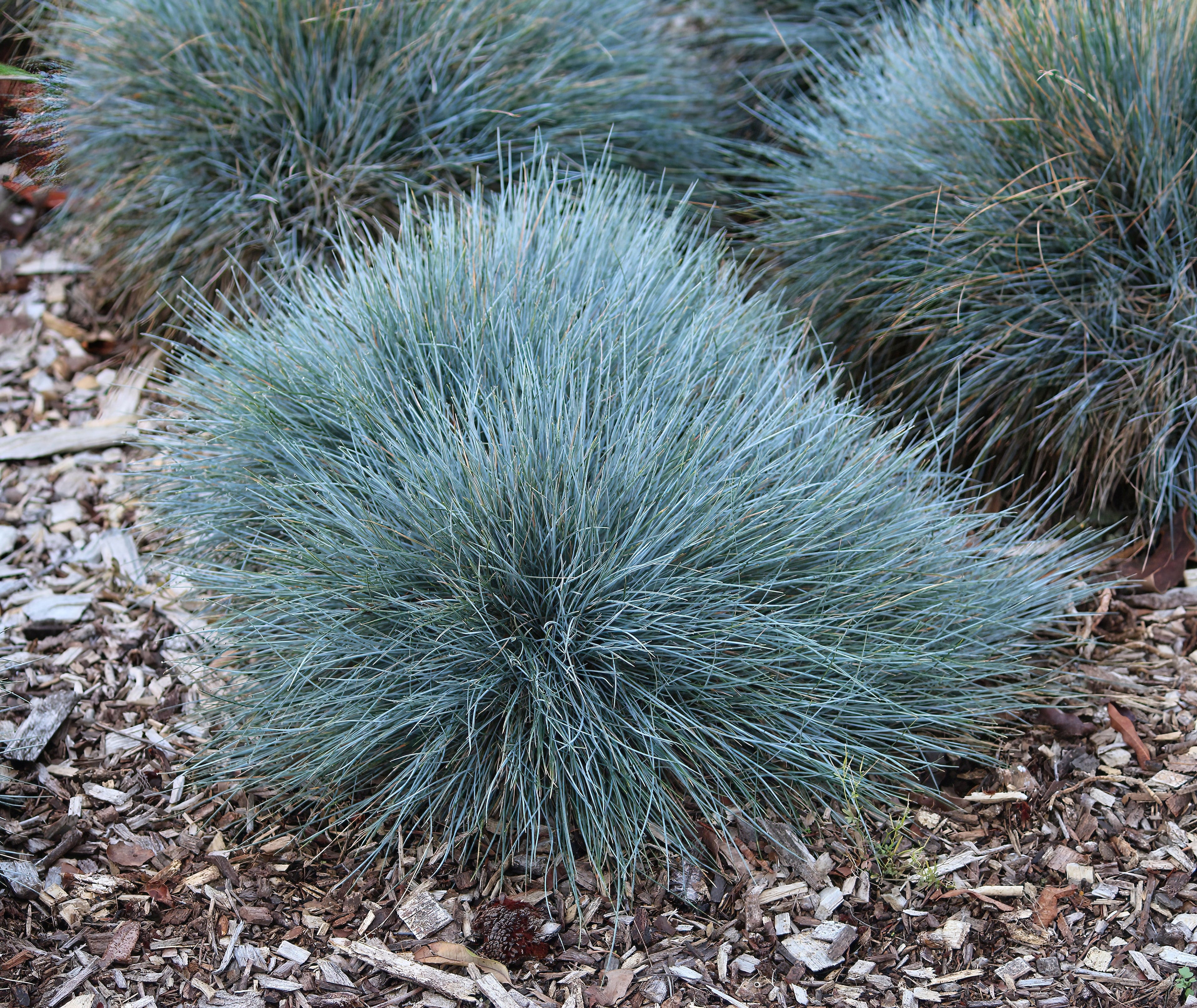 100 BLUE Sheeps FESCUE GRASS Festuca Ovina Glauca Cinerea Seeds