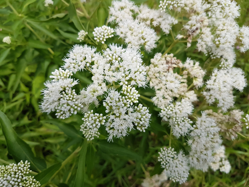 200 TALL WHITE BONESET (Thoroughwort) Eupatorium Perfoliatum Flower Seeds