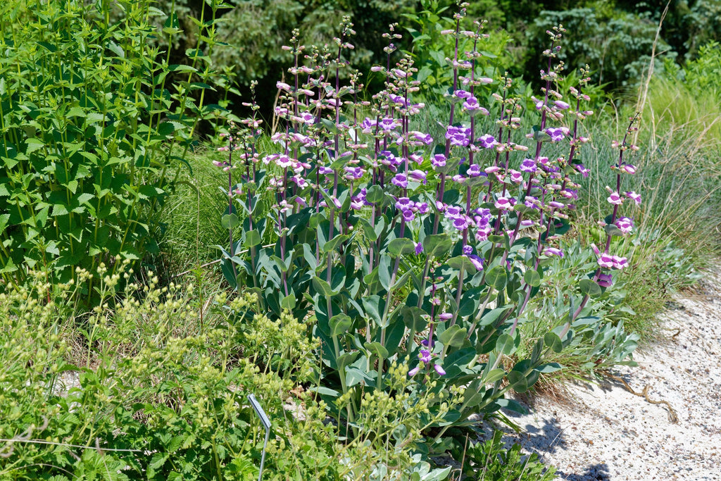 250 LARGE FLOWERED BEARDTONGUE Penstemon Grandiflorus Native Pink Purple Flower Seeds