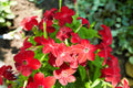 100 Red CRIMSON KING NICOTIANA (Ornamental Flowering Tobacco) Nicotiana Affinis Flower Seeds