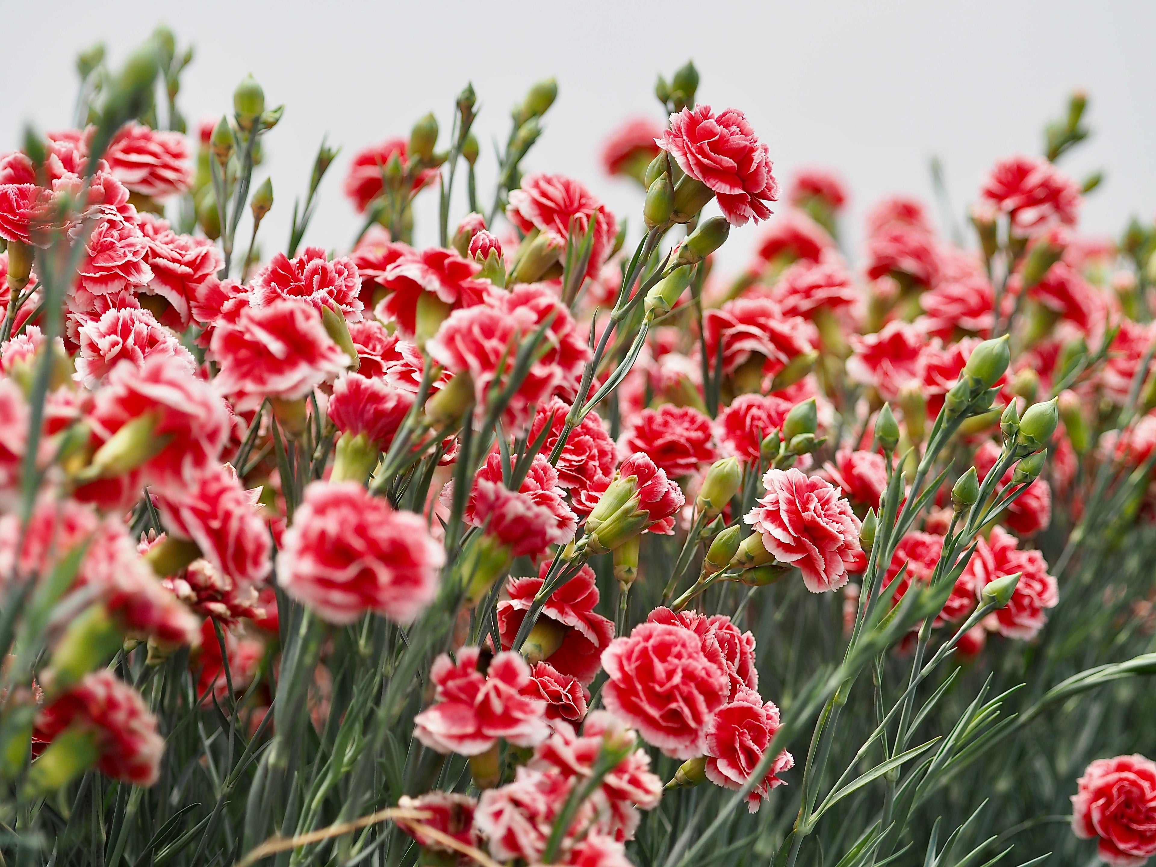 100 Mixed CARNATION / DOUBLE DIANTHUS Chinensis Flower Seeds