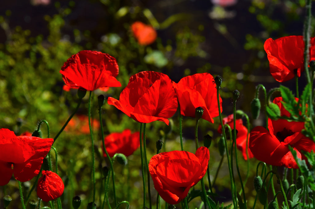 2000 MIXED Colors SHIRLEY POPPY ( aka Corn / Field / Flanders ) Papaver Rhoeas Flower Seeds