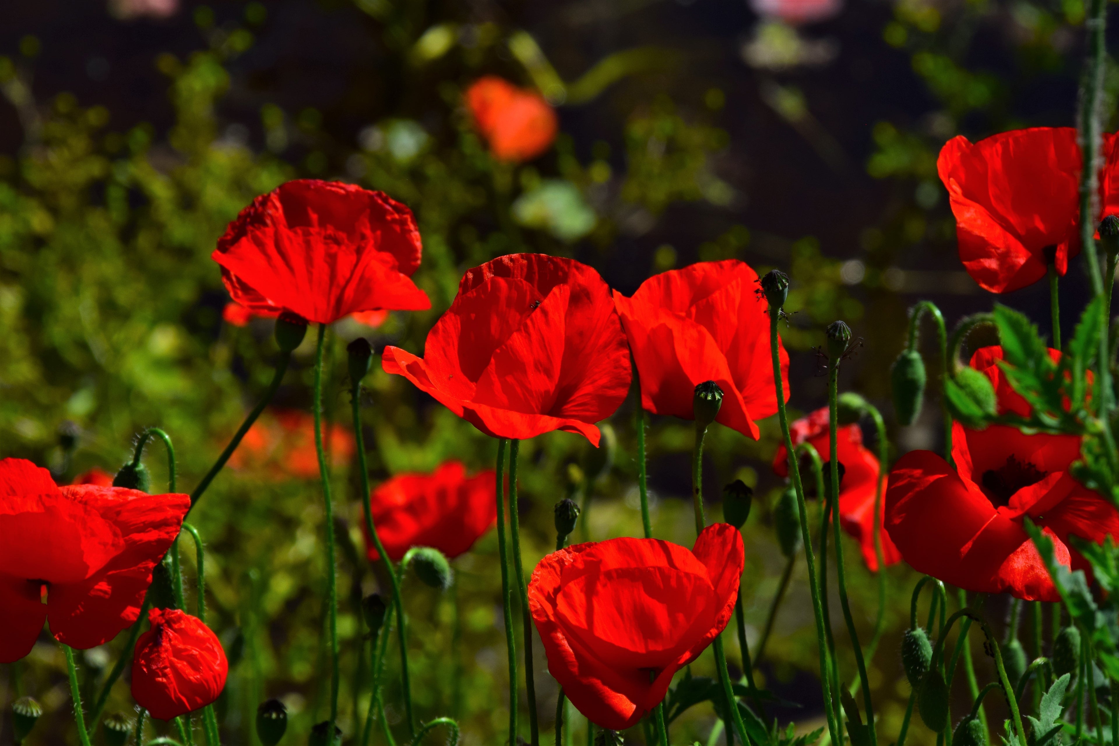 2000 MIXED Colors SHIRLEY POPPY ( aka Corn / Field / Flanders ) Papaver Rhoeas Flower Seeds
