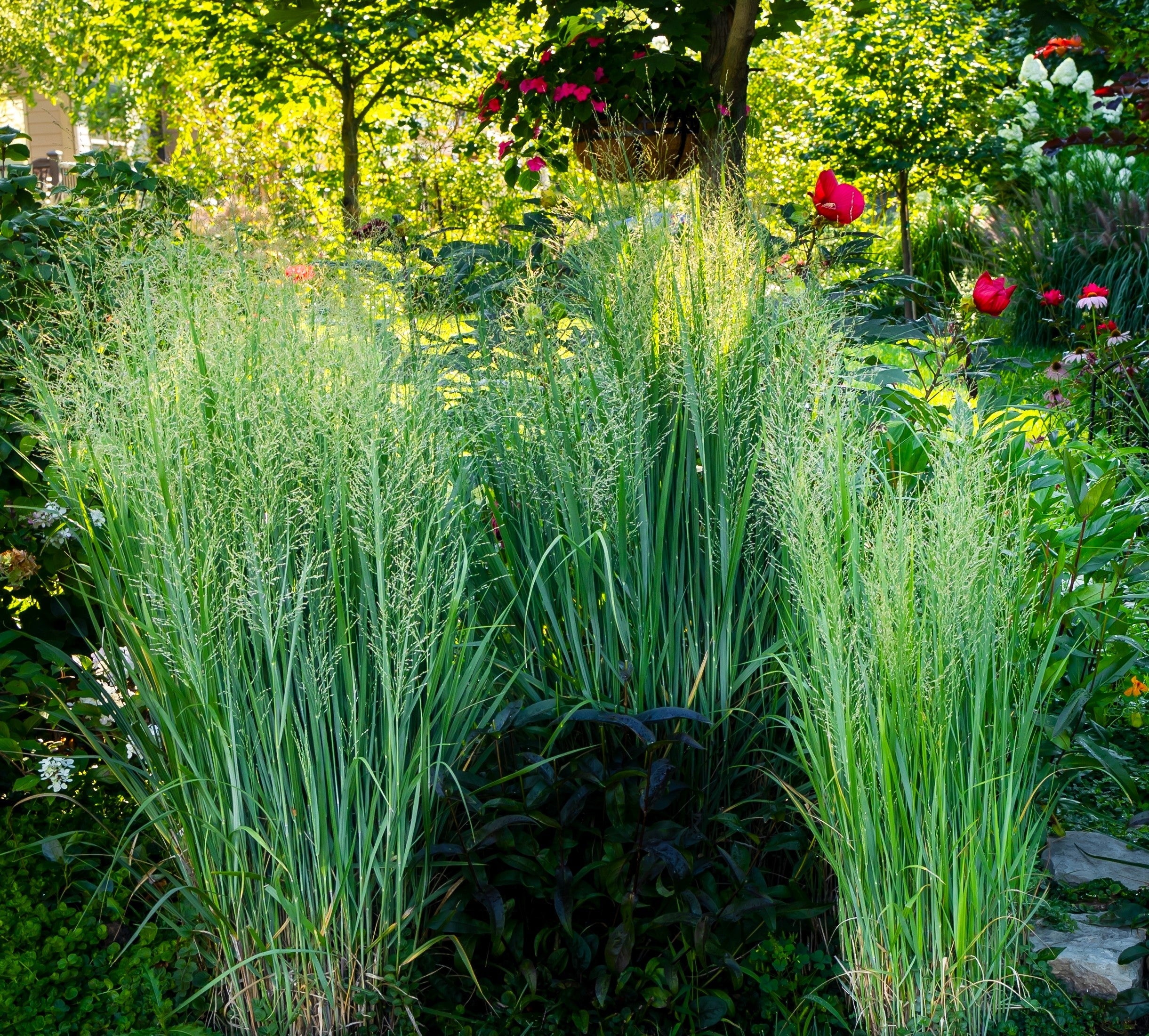 30 Violet PANIC GRASS Panicum Miliaceum Violaceum Ornamental Purple Millet Seeds