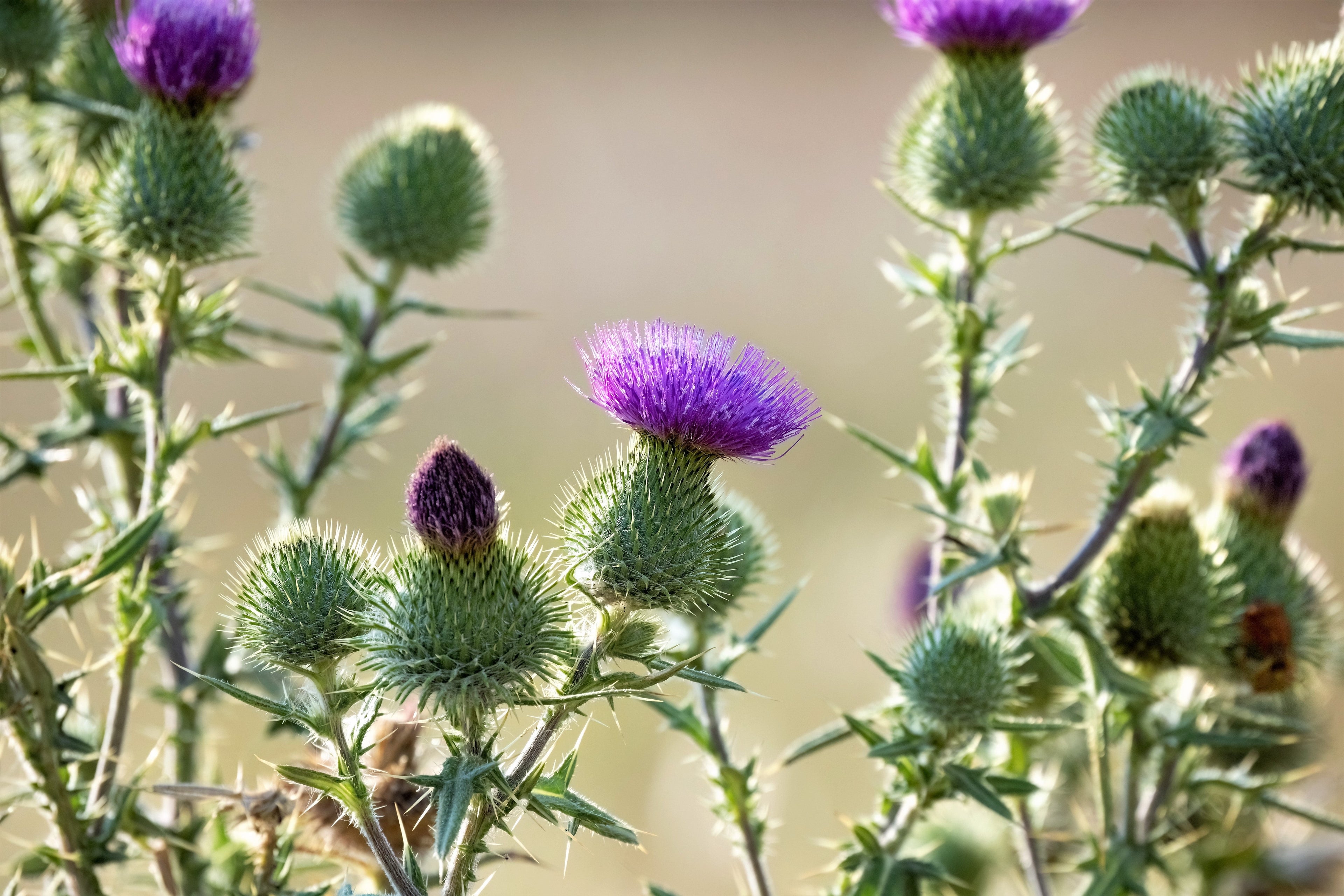 100 ORGANIC Blessed MILK THISTLE Silybum Marianum Hummingbird Purple Flower Seeds