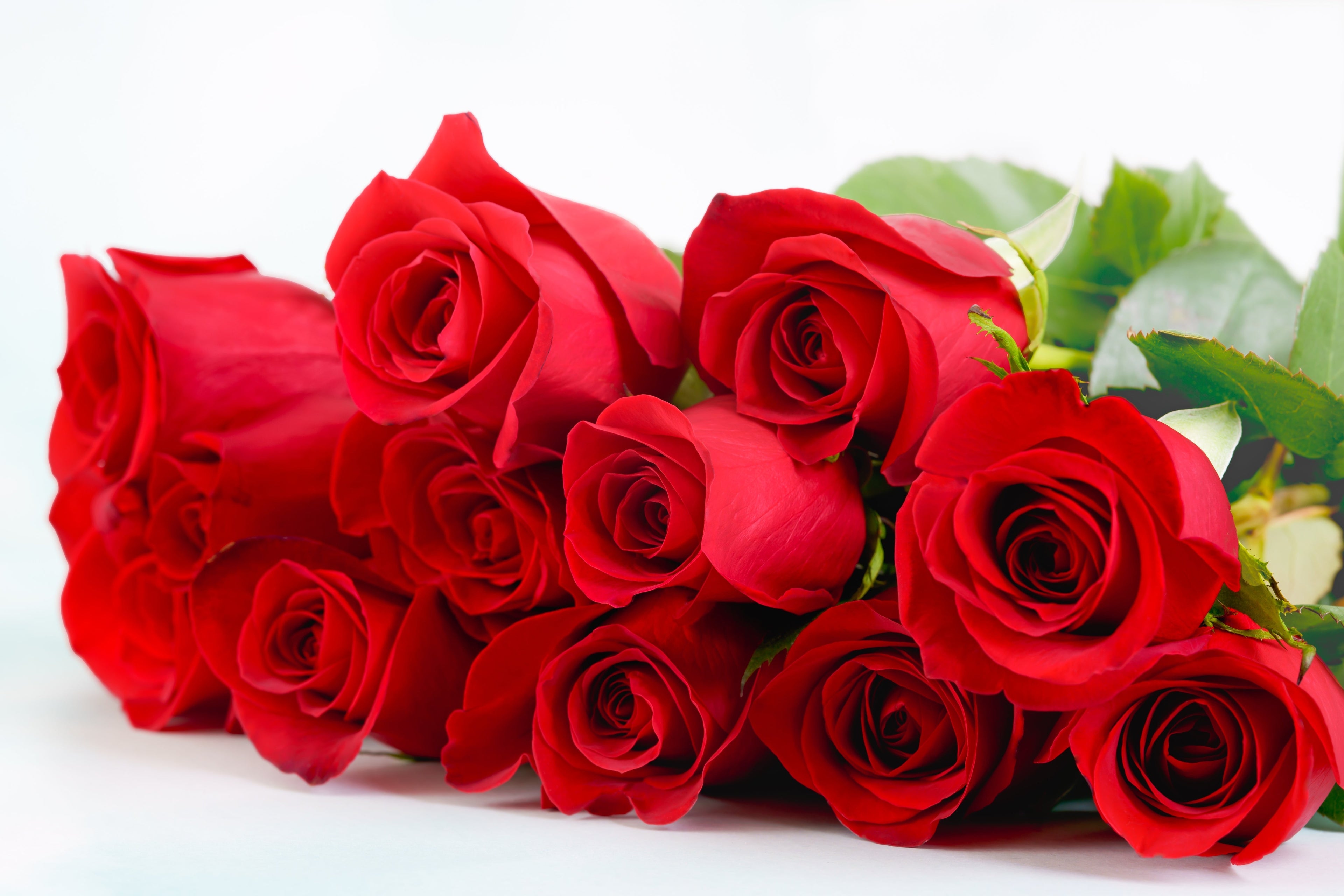 5 RED ROSE Rosa Bush Shrub Perennial Flower Seeds