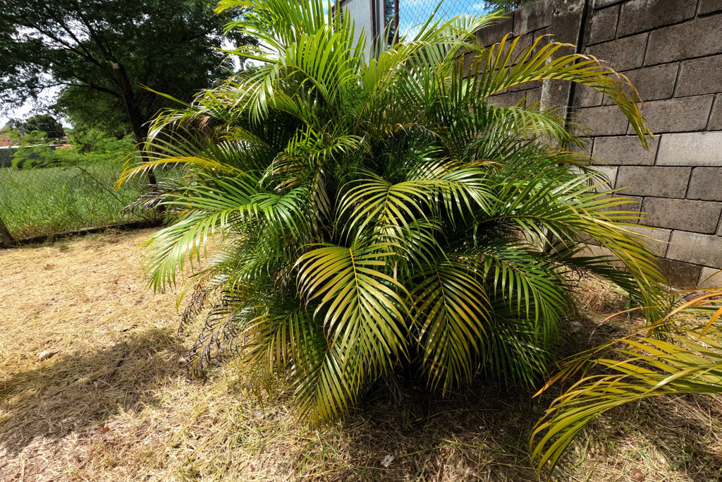 5 BAMBOO PALM Chamaedorea Seifrizii Reed or Parlor Palm Tree Sun Shade Houseplant Seeds