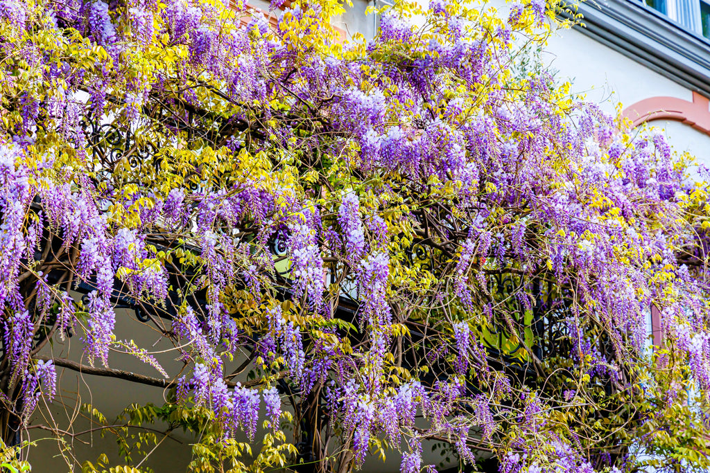5 JAPANESE WISTERIA Floribunda Flower Purple Ornamental Vine Climber Seeds
