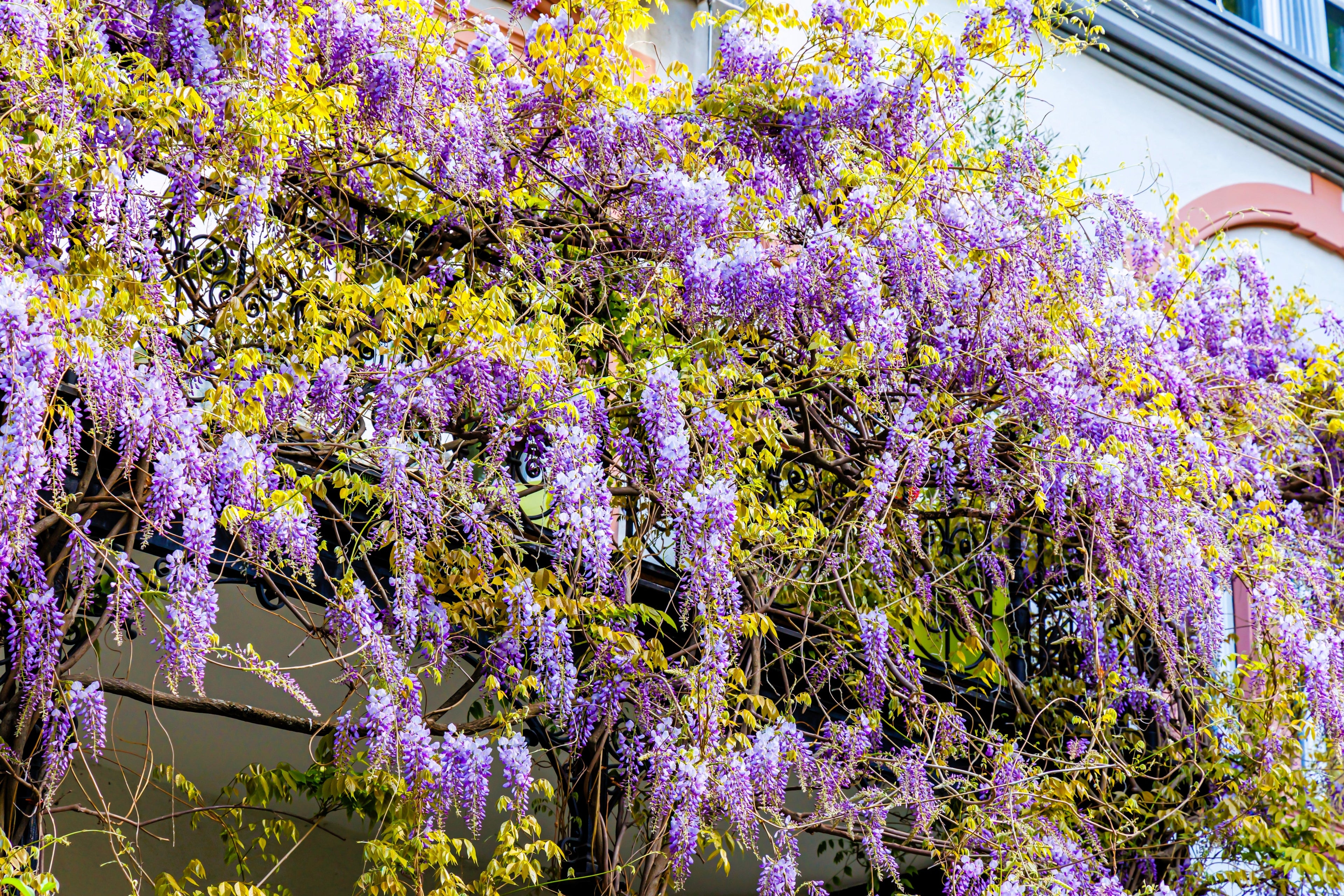 5 JAPANESE WISTERIA Floribunda Flower Purple Ornamental Vine Climber Seeds