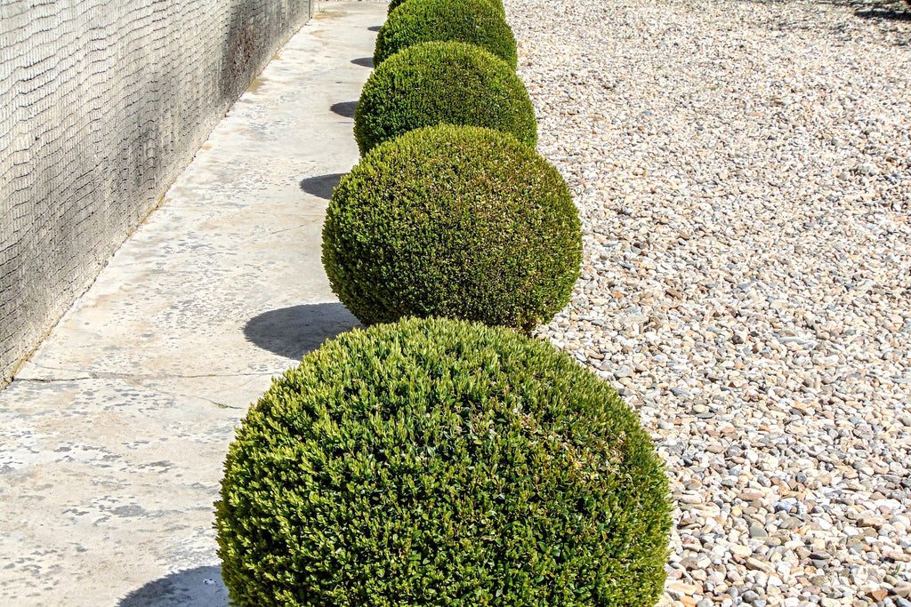 30 AMERICAN BOXWOOD Common Buxus Sempervirens European Box Shrub Seeds
